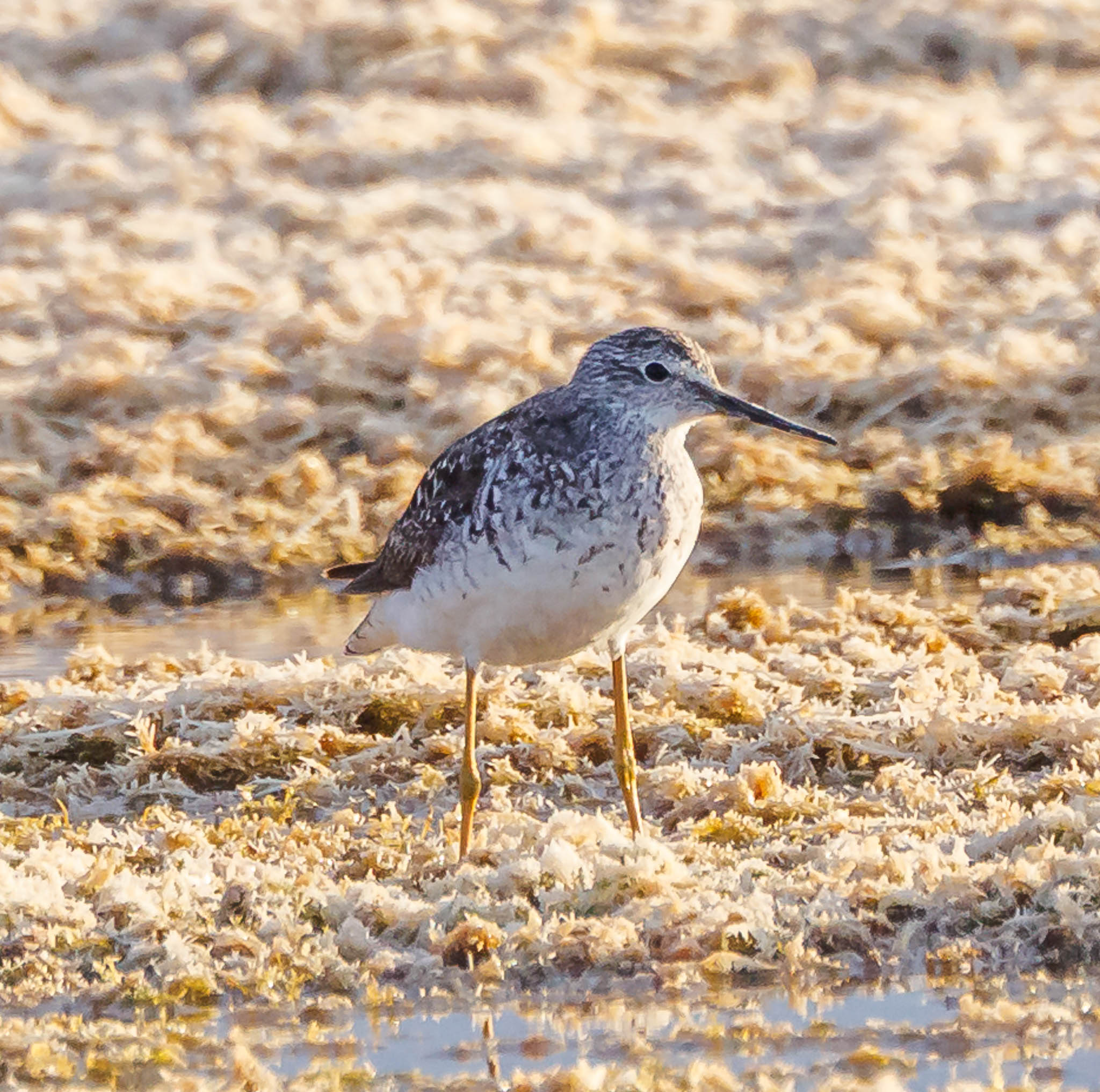 Lesser Yellowlegs