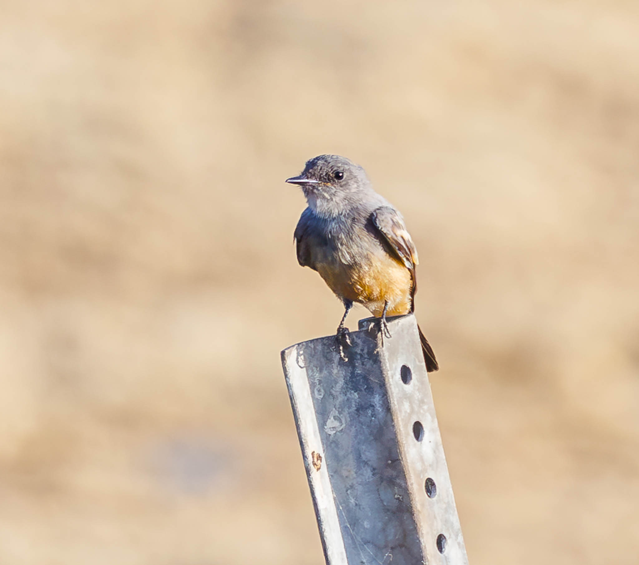 Say's Phoebe