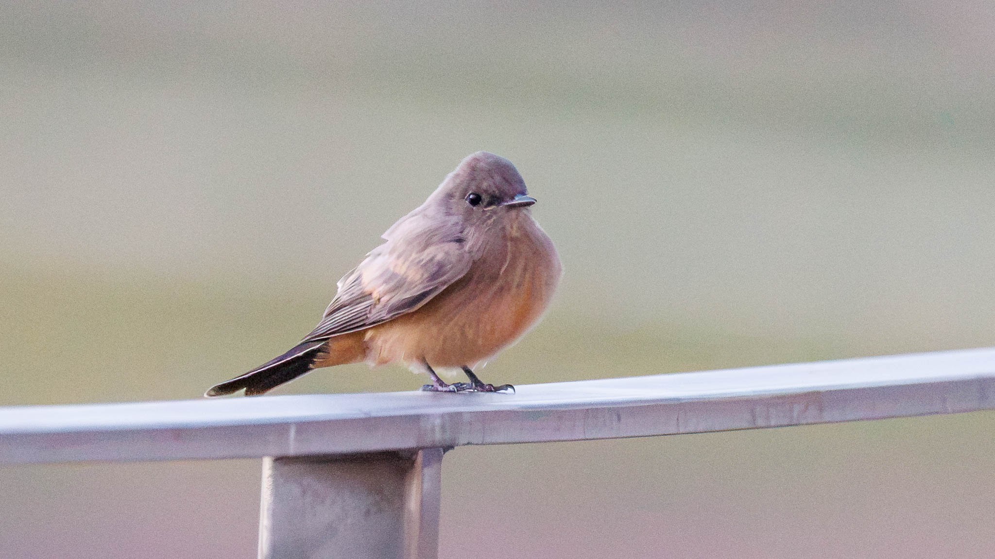 Say's Phoebe