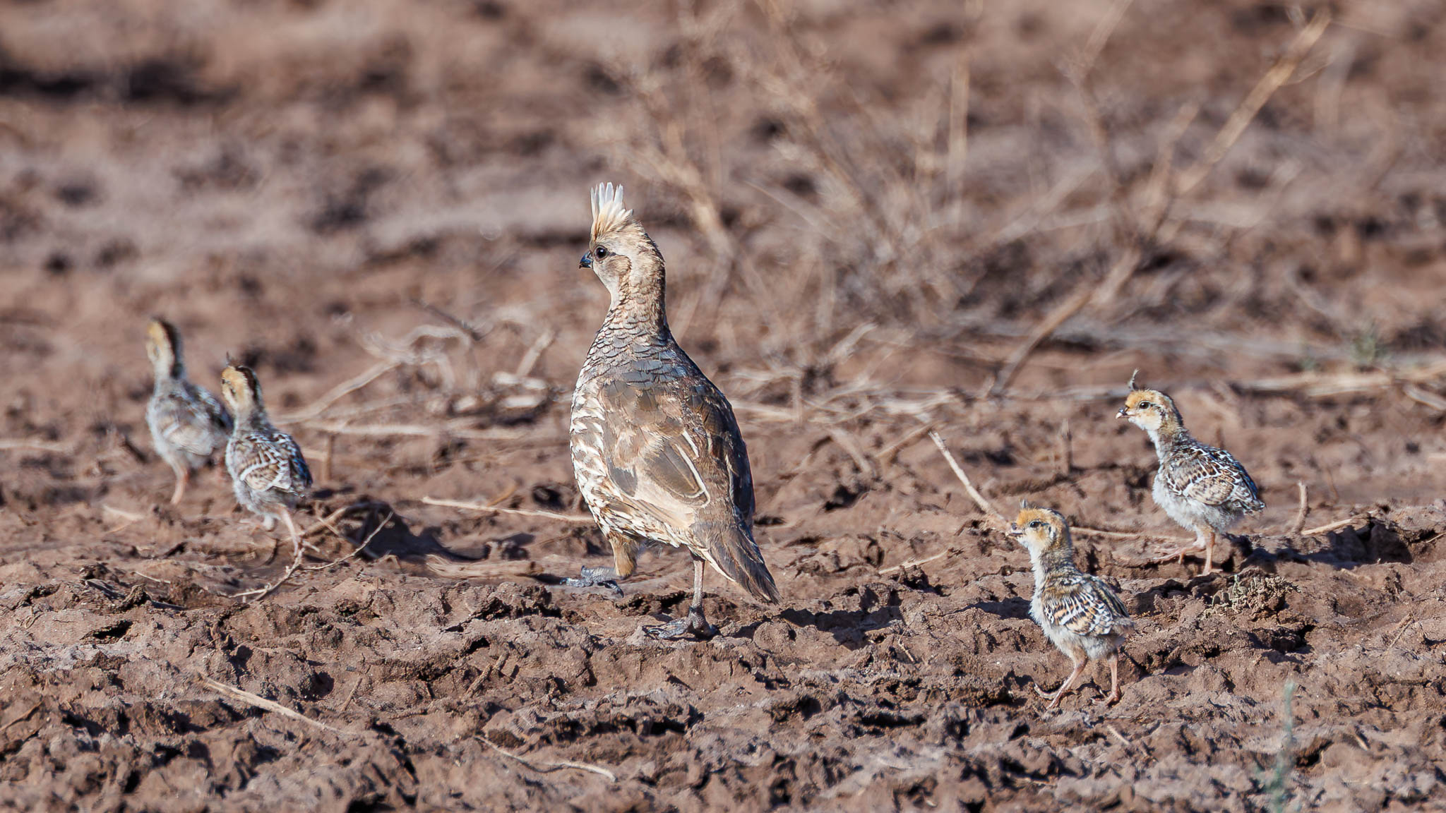 Scaled Quail