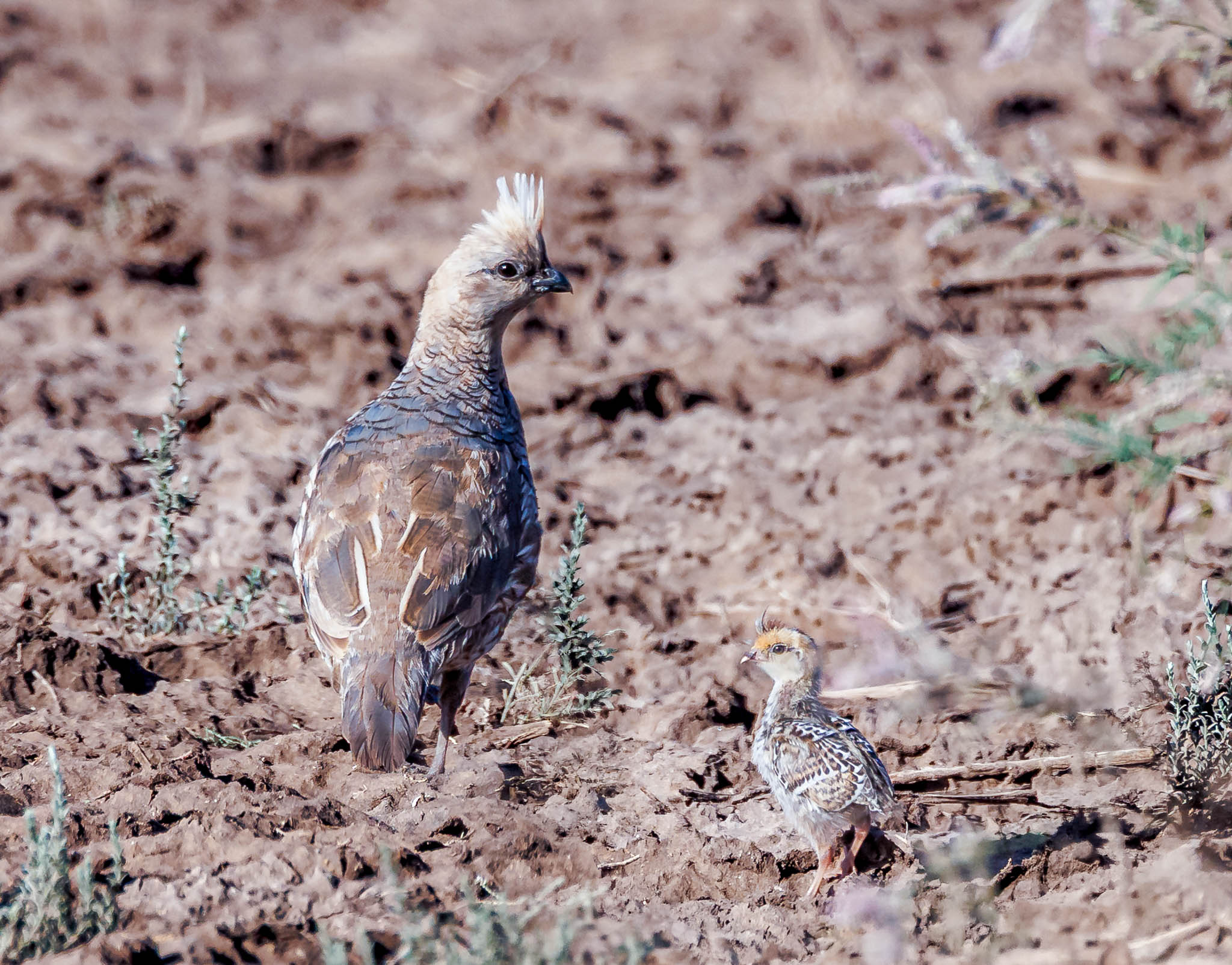 Scaled Quail