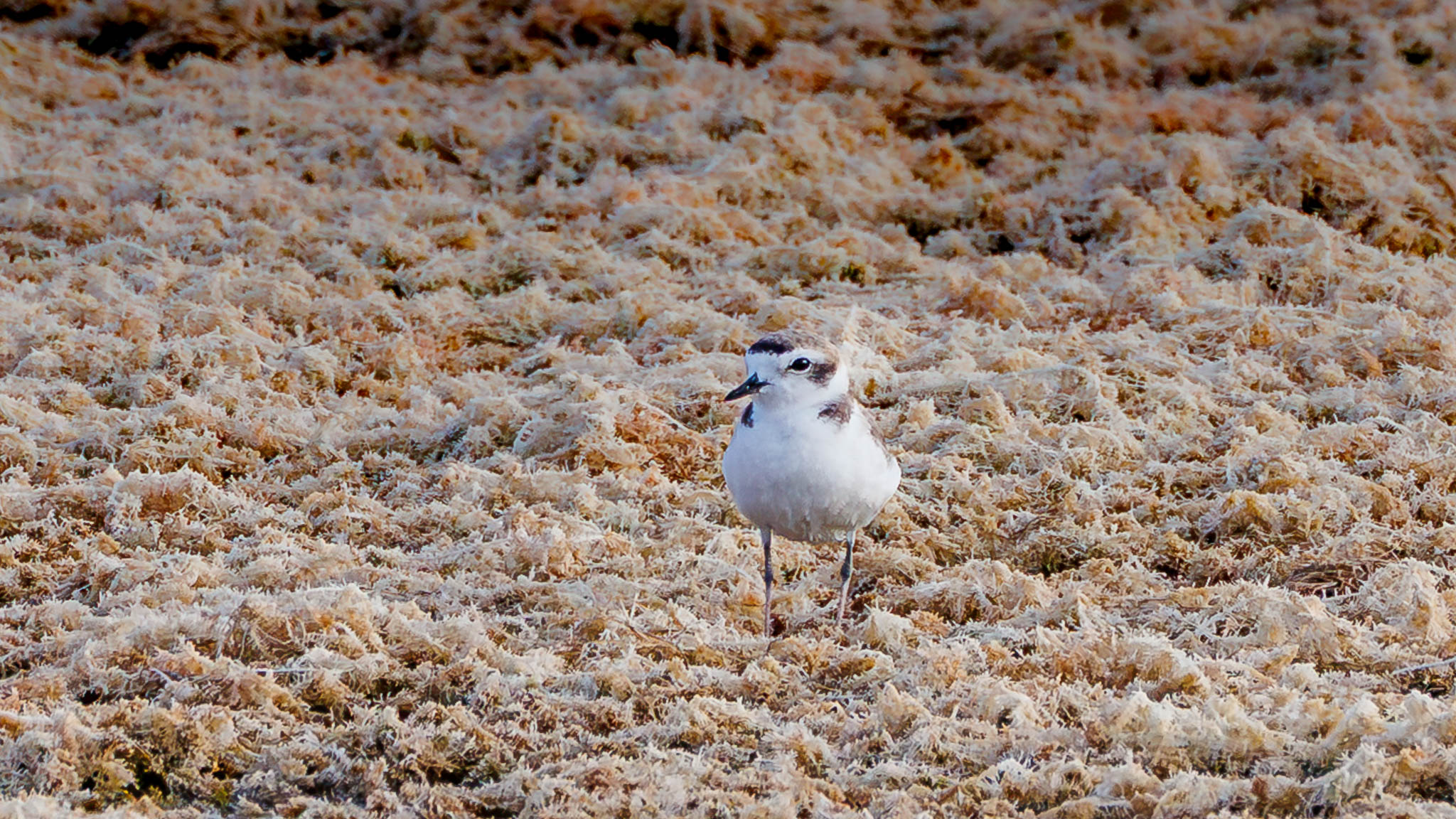 Snowy Plover