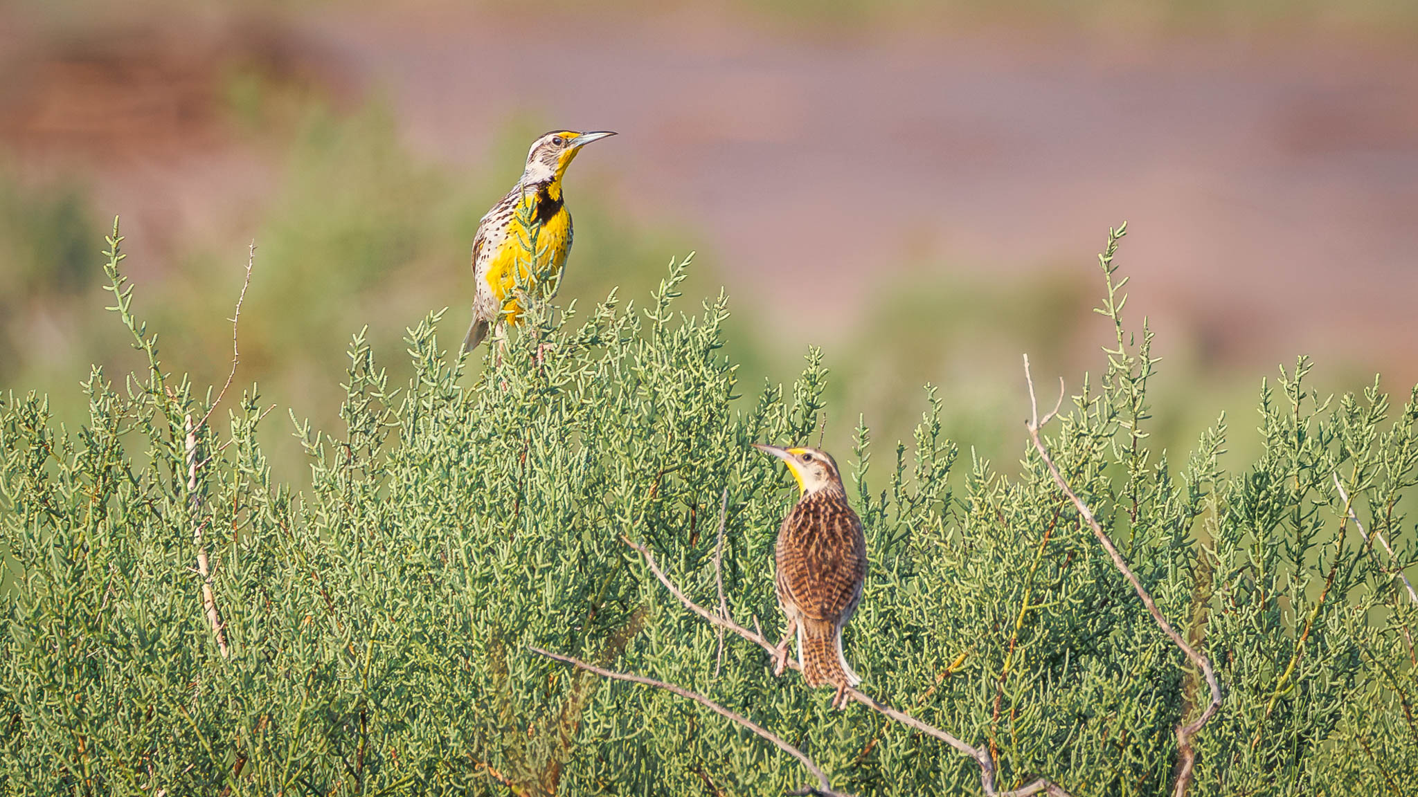 Western Meadowlark