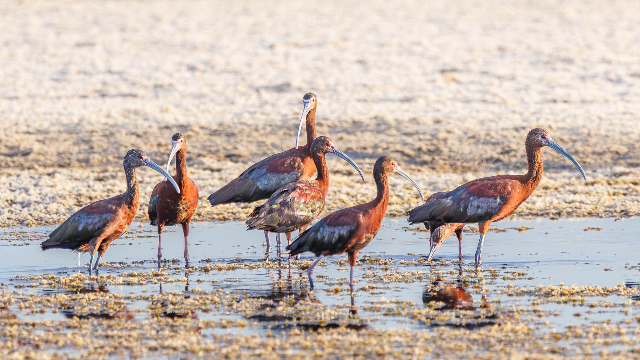 White-faced Ibis