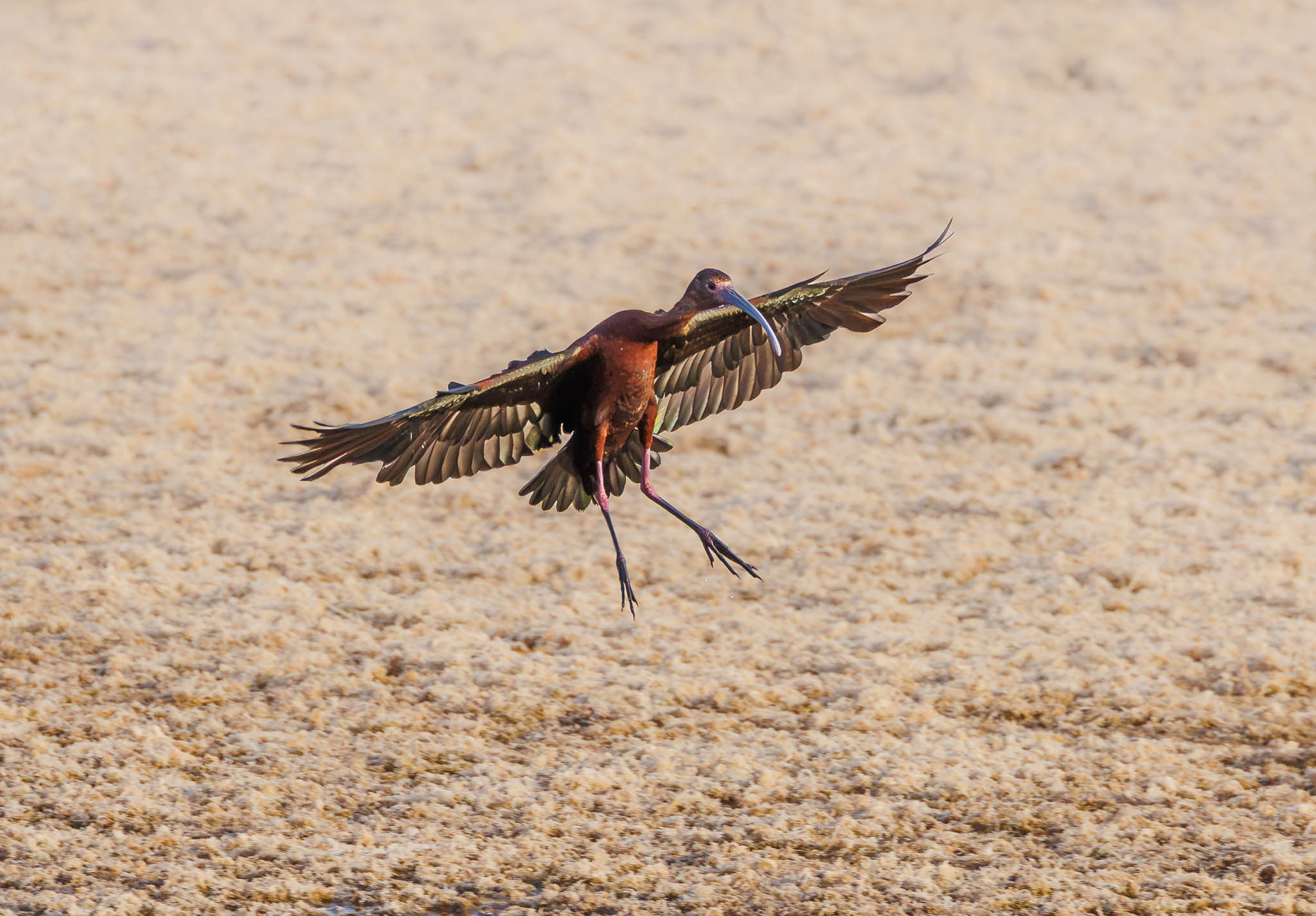 White-faced Ibis