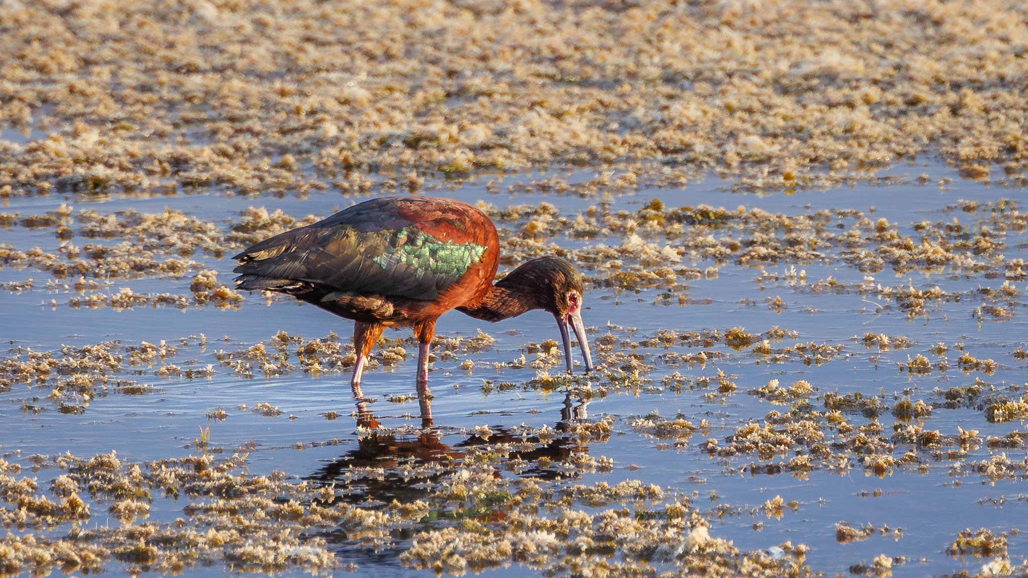 White-faced Ibis