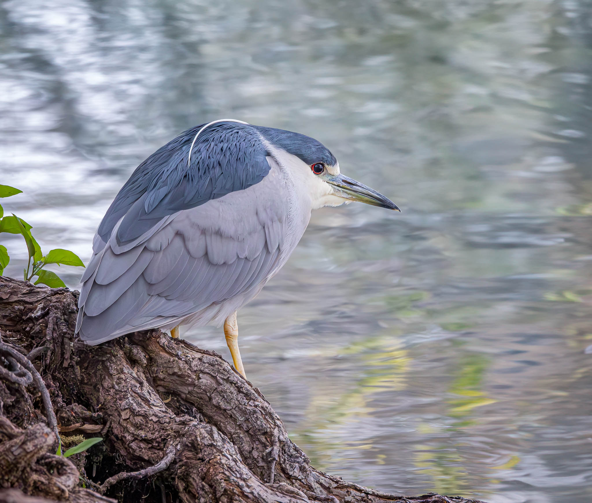 Black-crowned Night-Heron