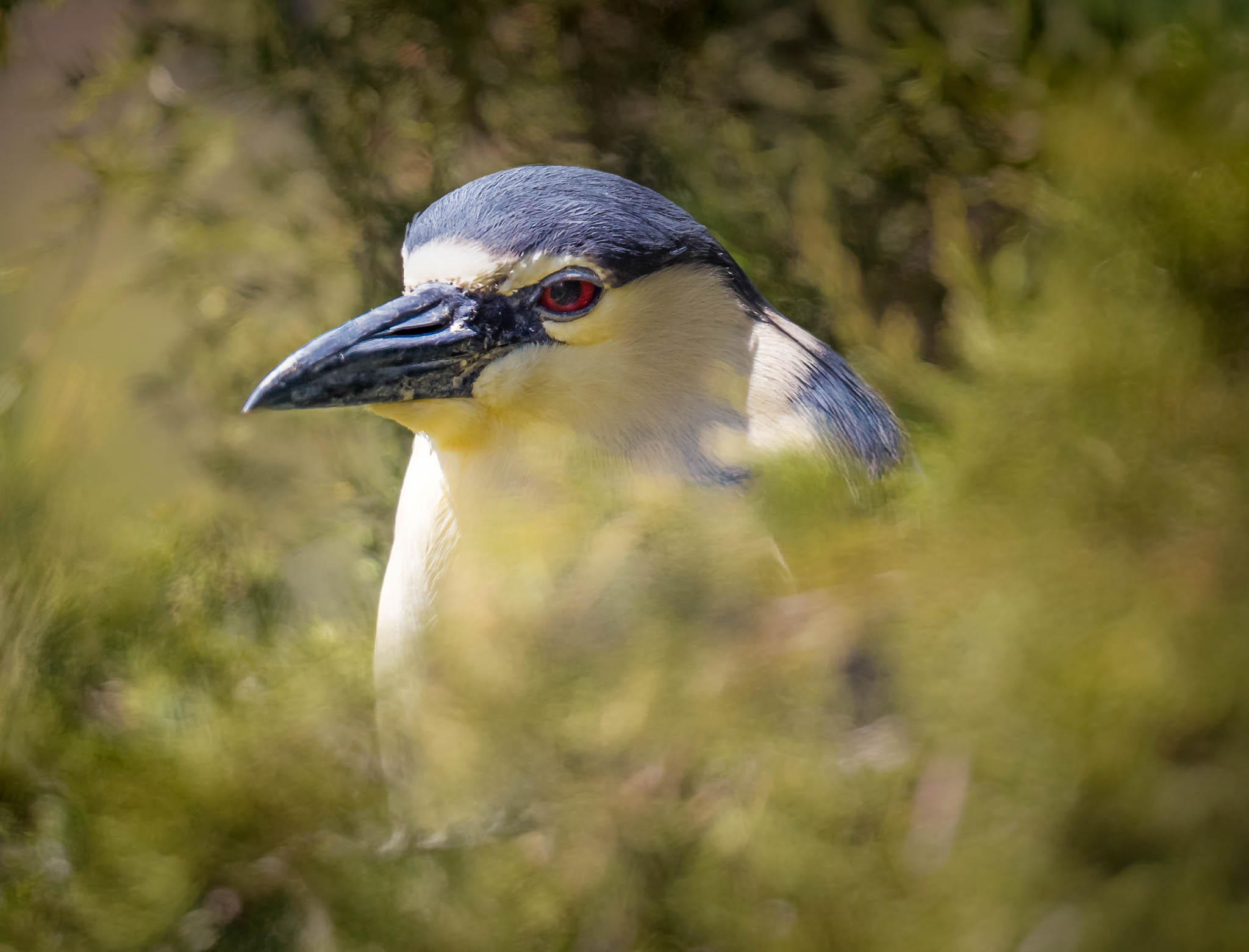 Black-crowned Night-Heron