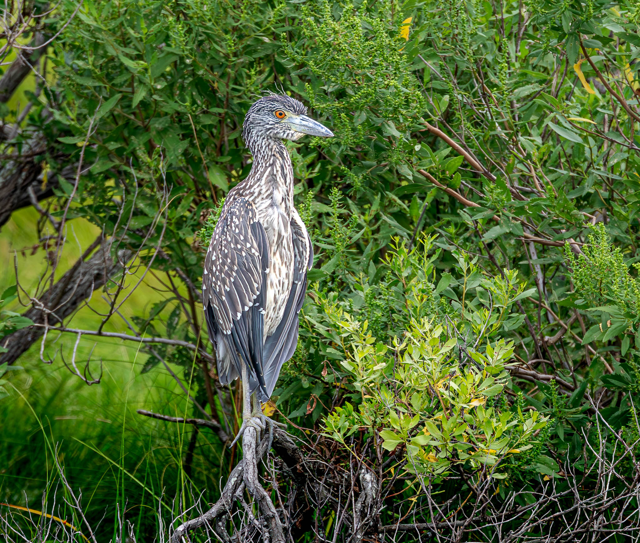 Black-crowned Night-Heron