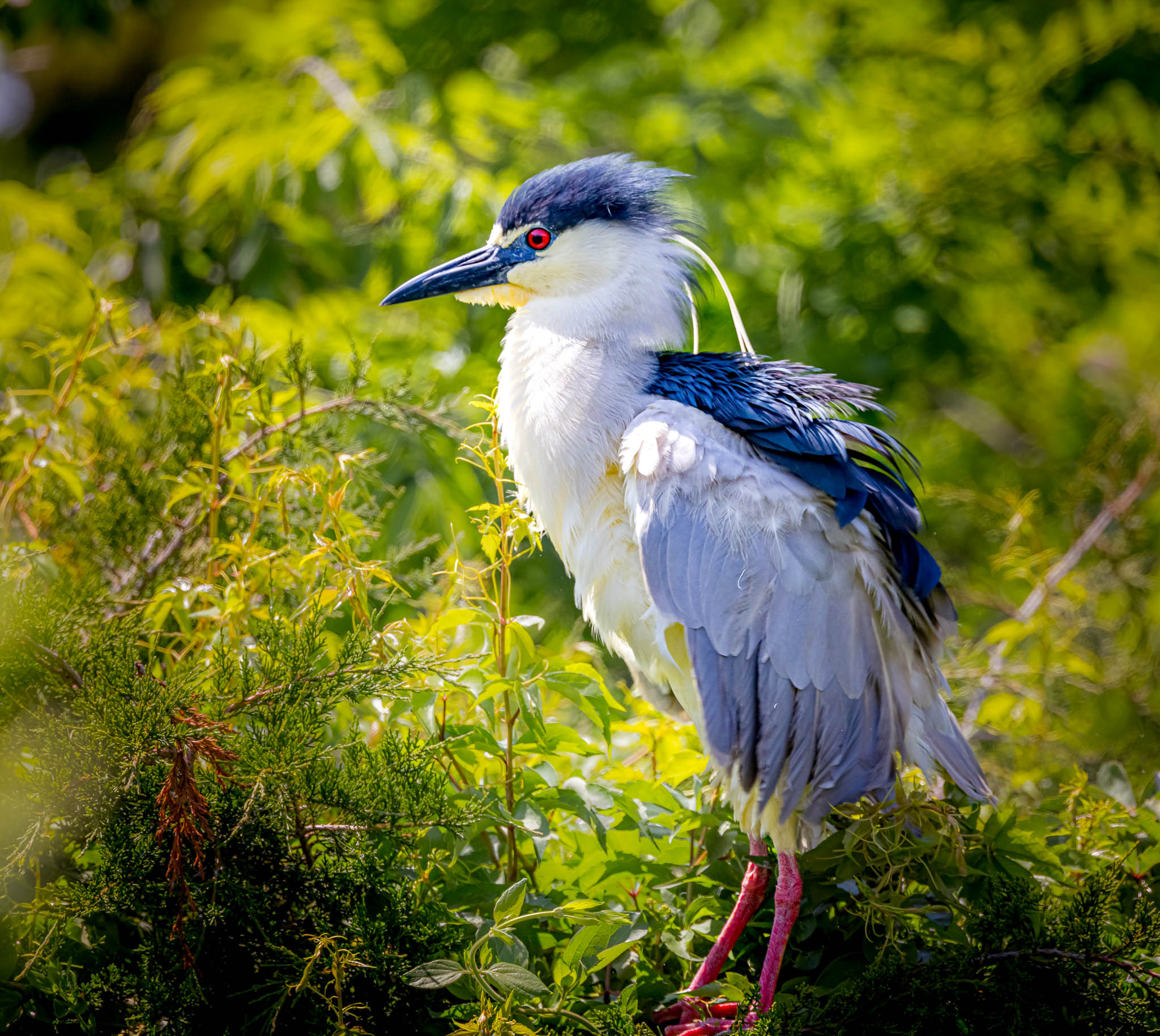 Black-crowned Night-Heron