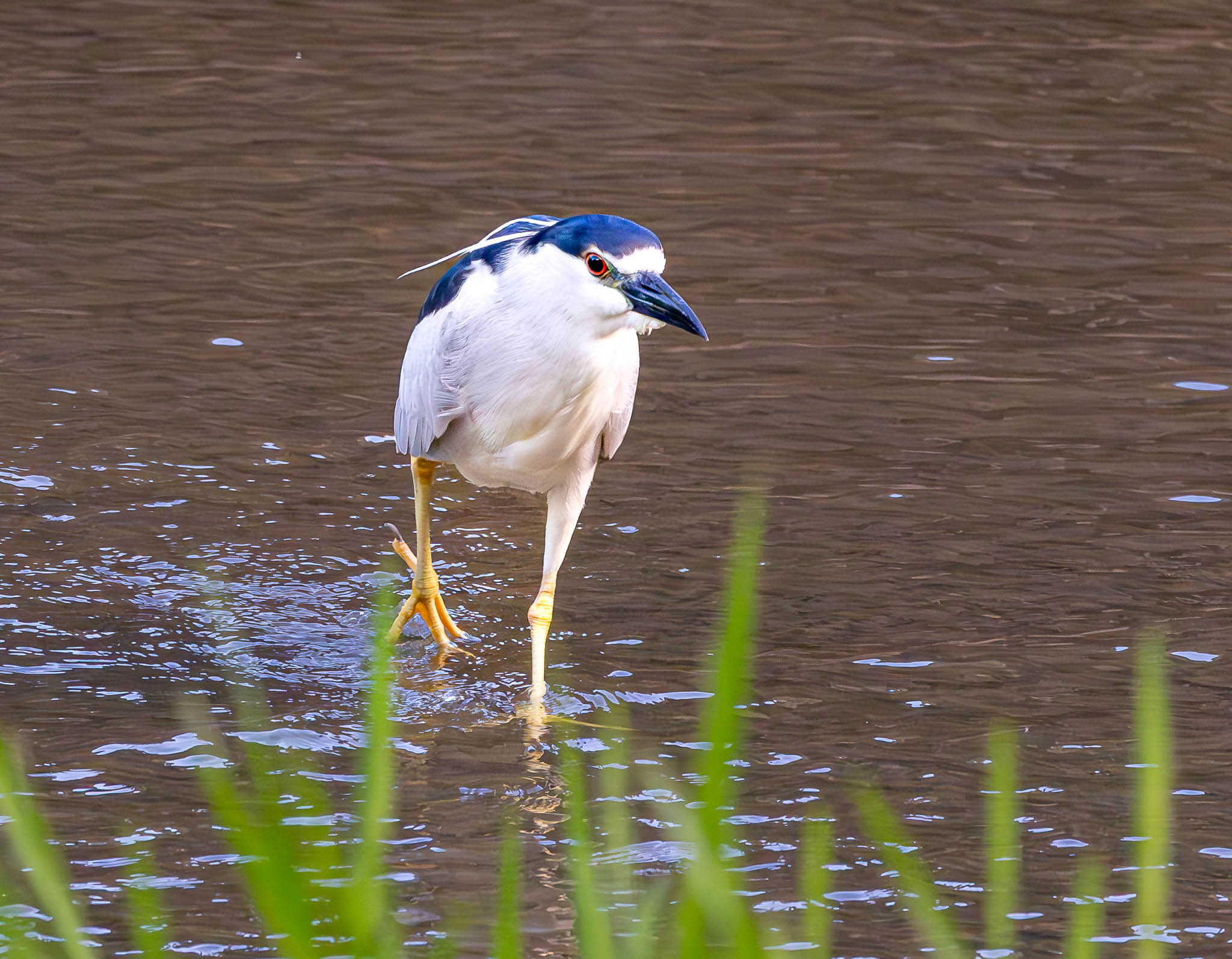 Black-crowned Night-Heron