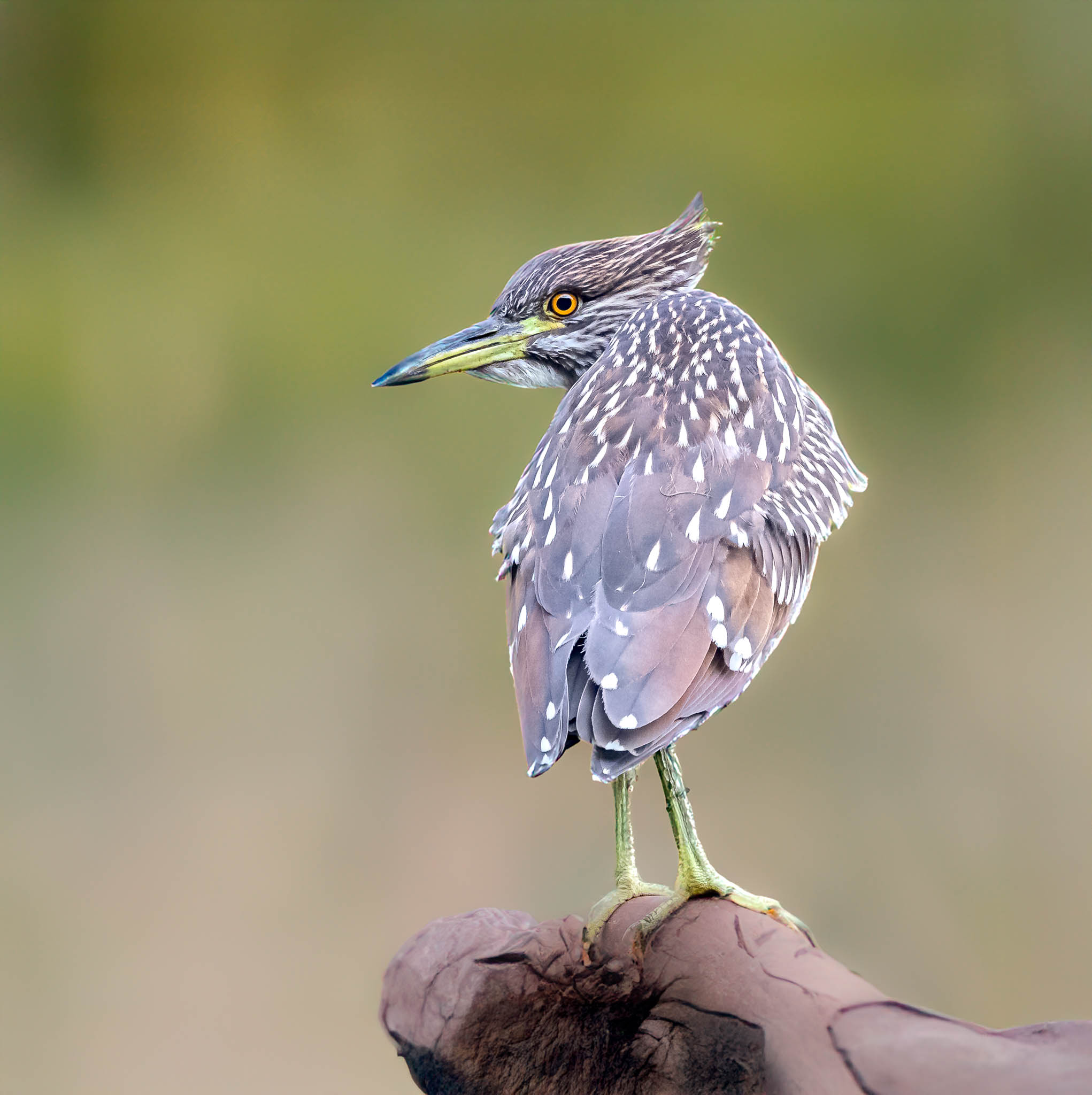Black-crowned Night-Heron
