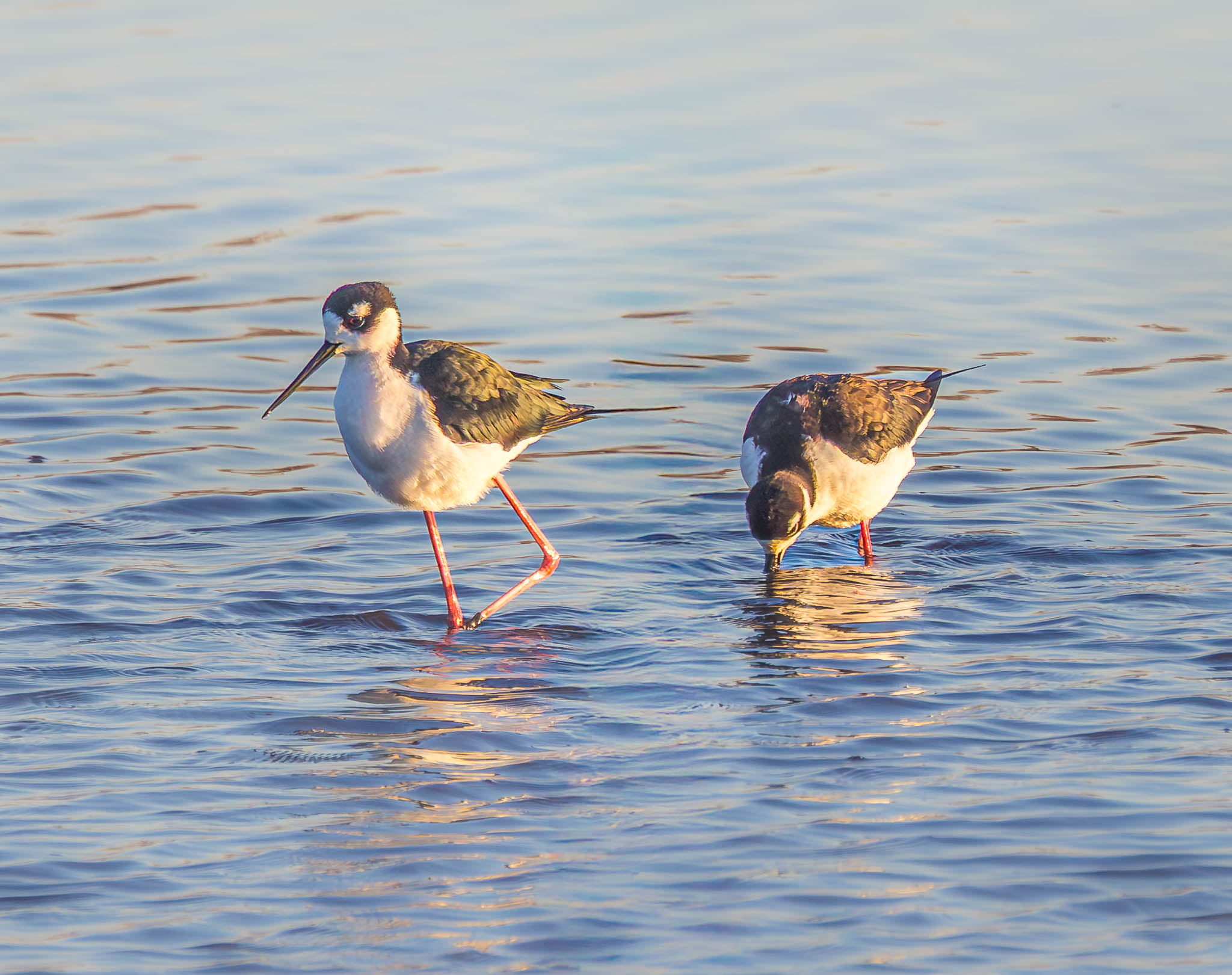 Black-necked Stilt