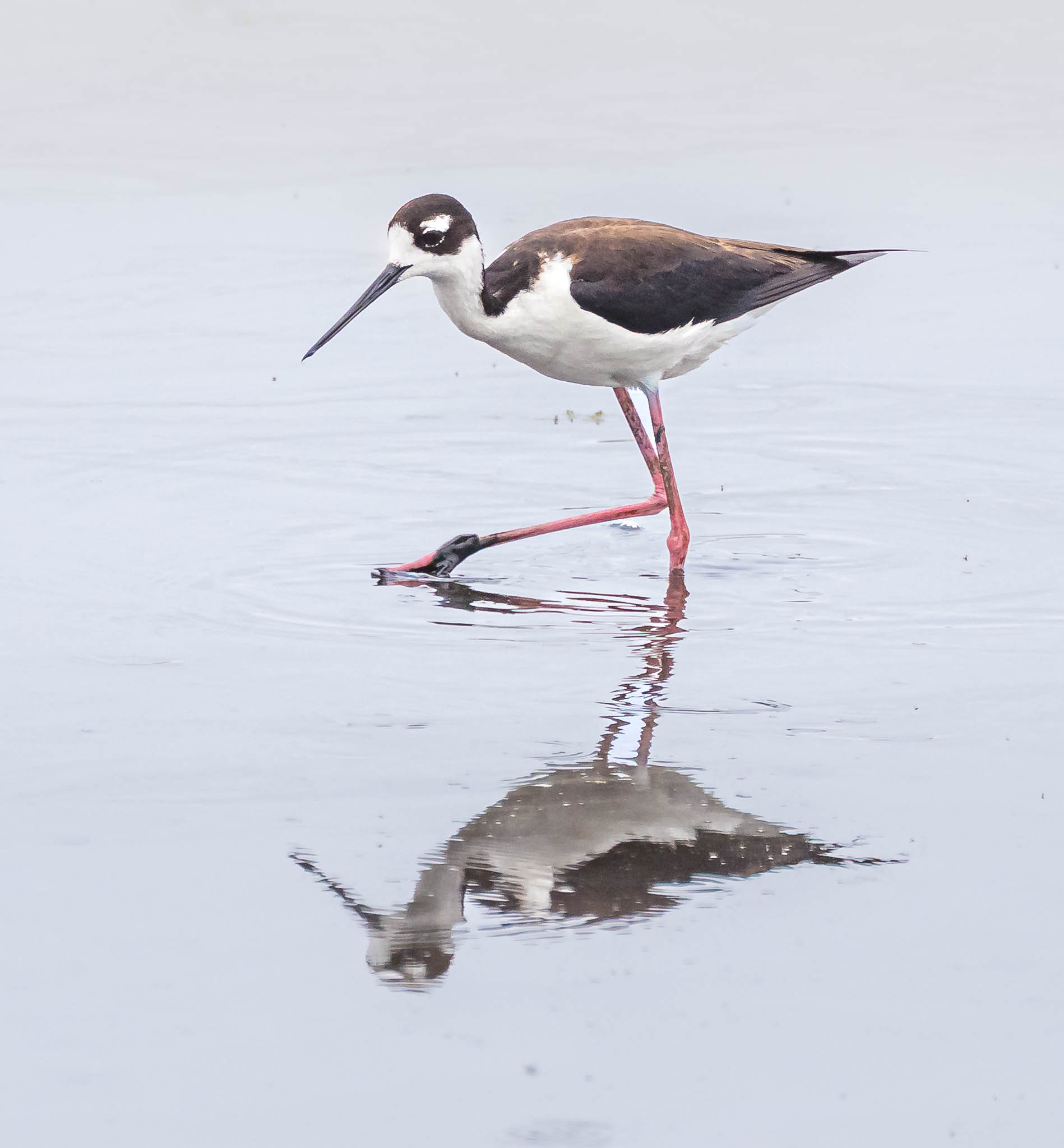 Black-necked Stilt