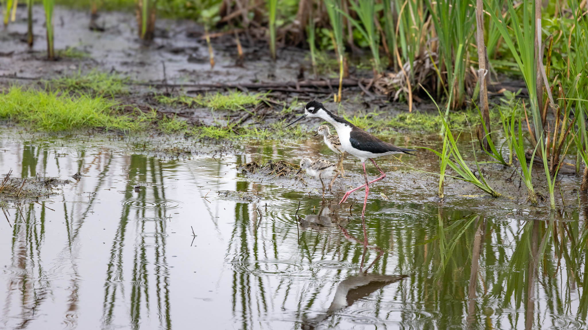 Black-necked Stilt