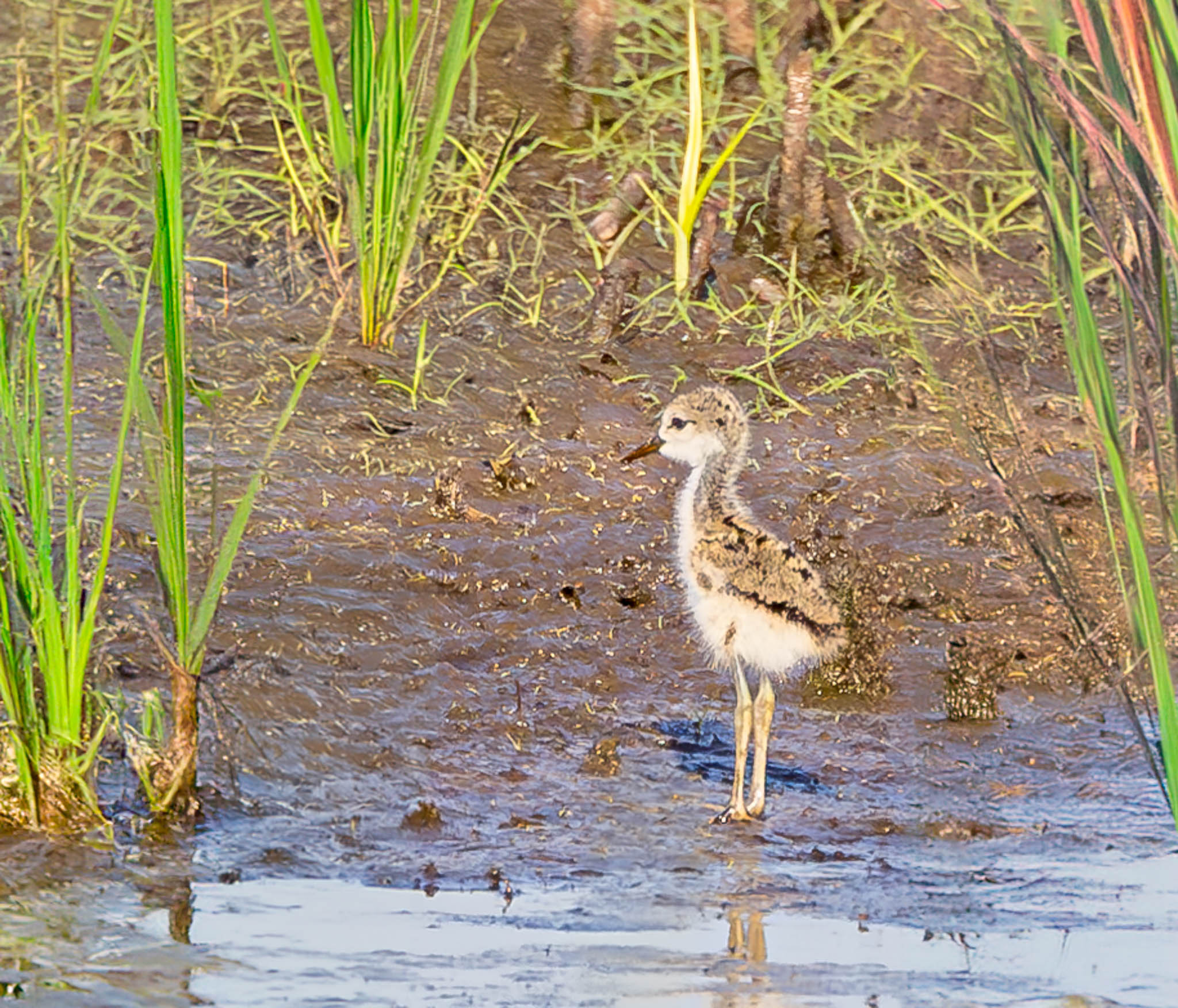Black-necked Stilt