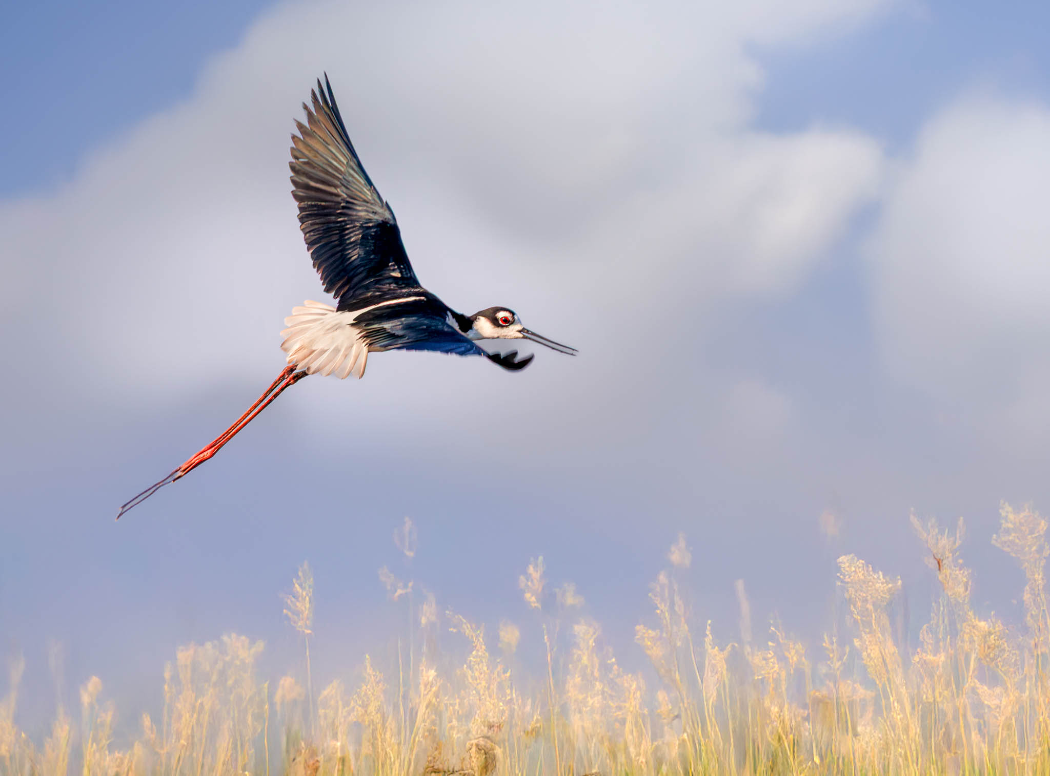 Black-necked Stilt