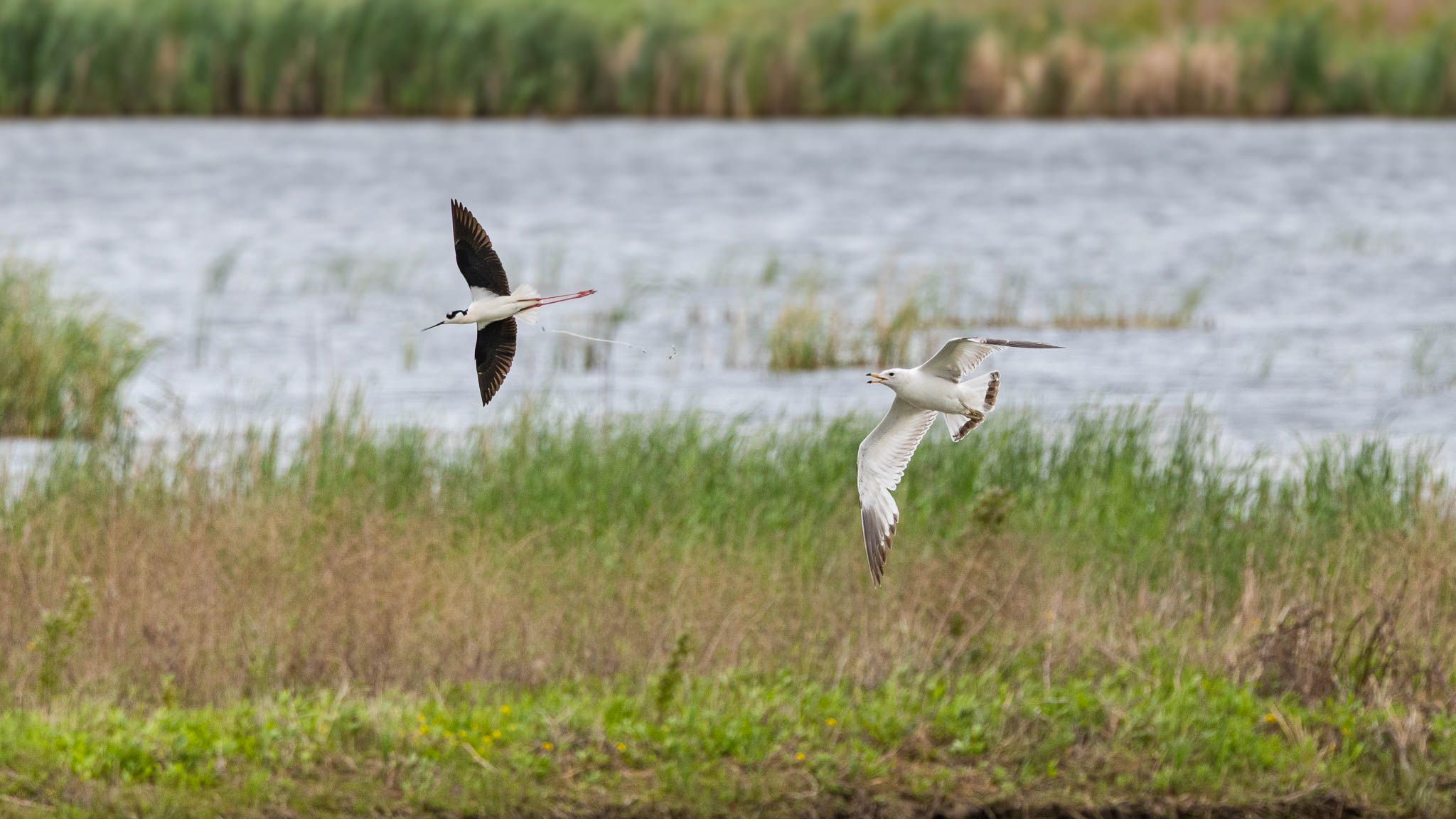 Black-necked Stilt