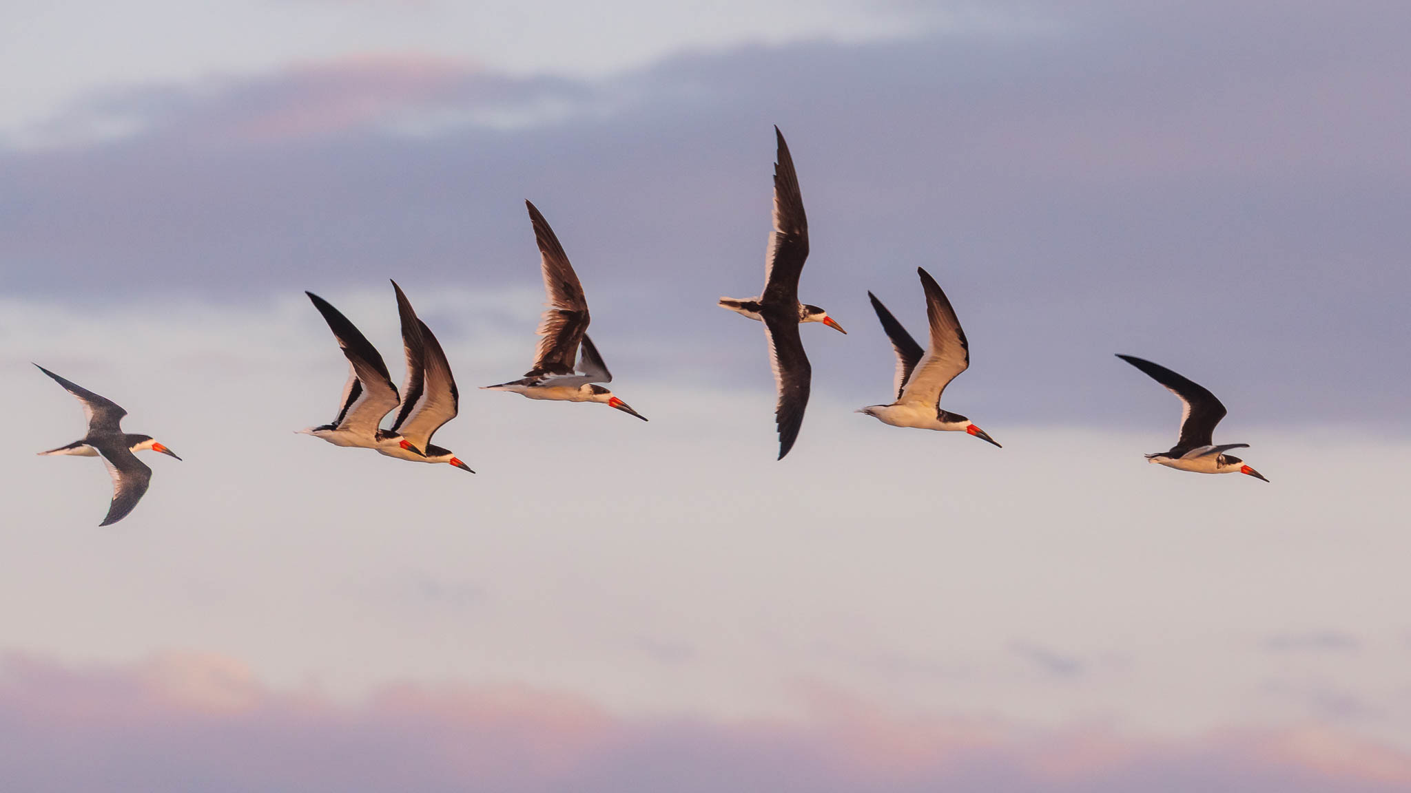 Black Skimmer