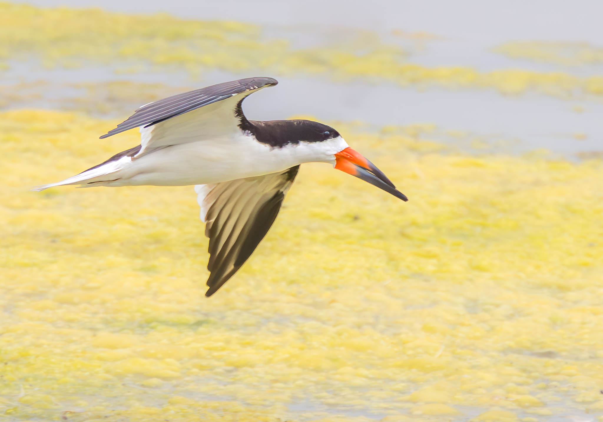 Black Skimmer