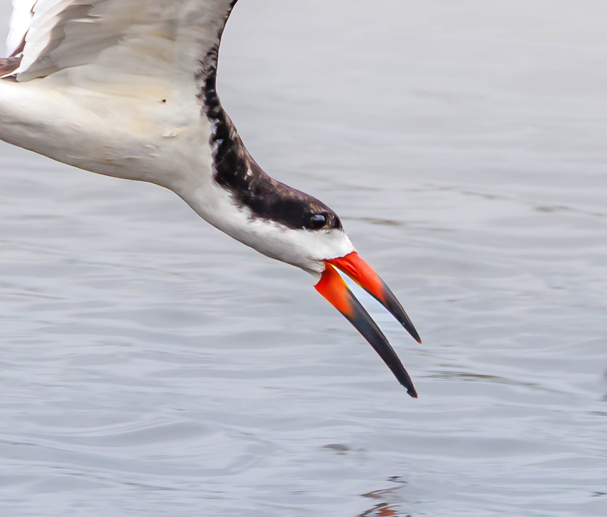 Black Skimmer