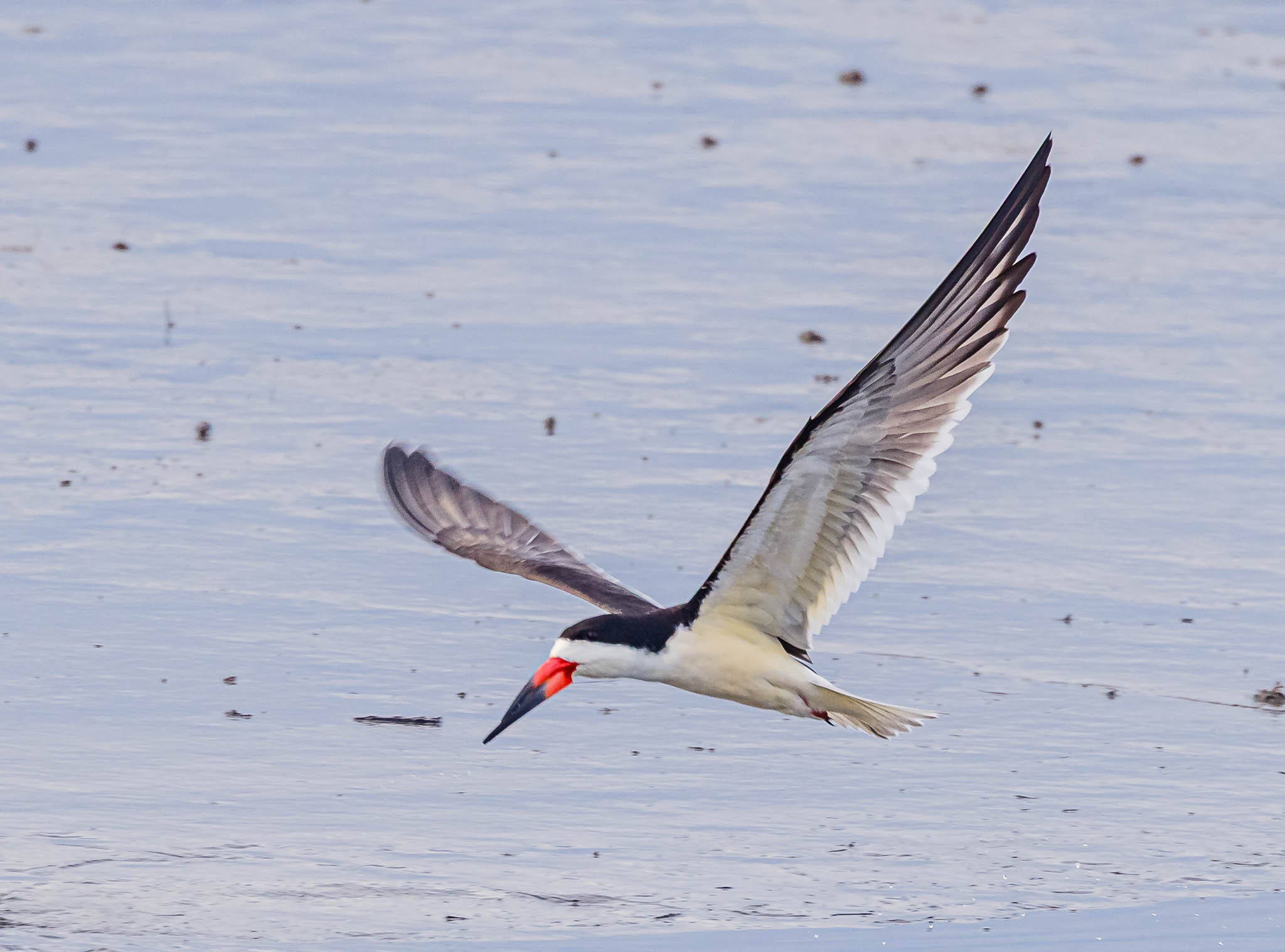 Black Skimmer