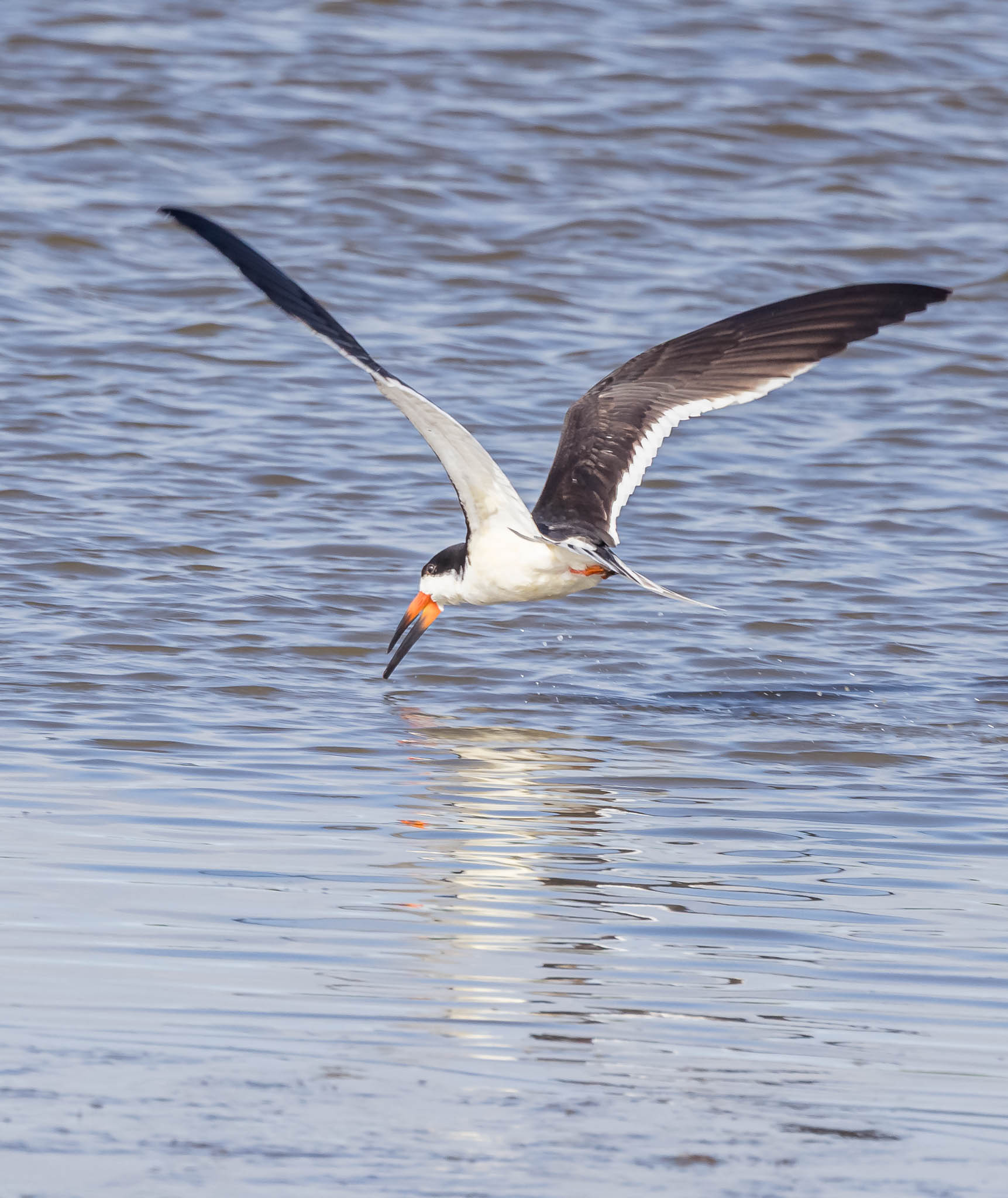 Black Skimmer