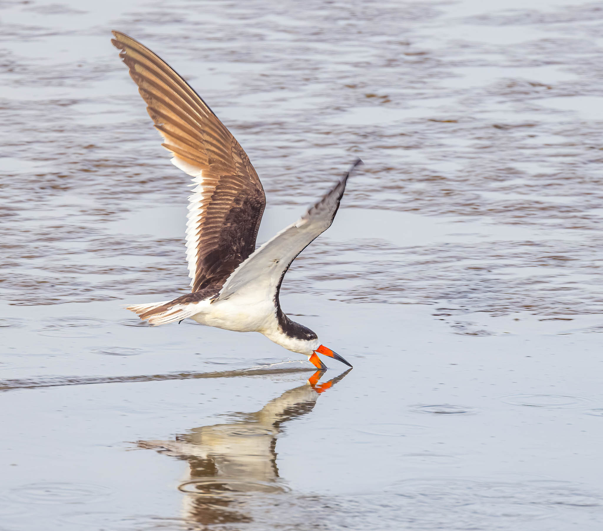 Black Skimmer