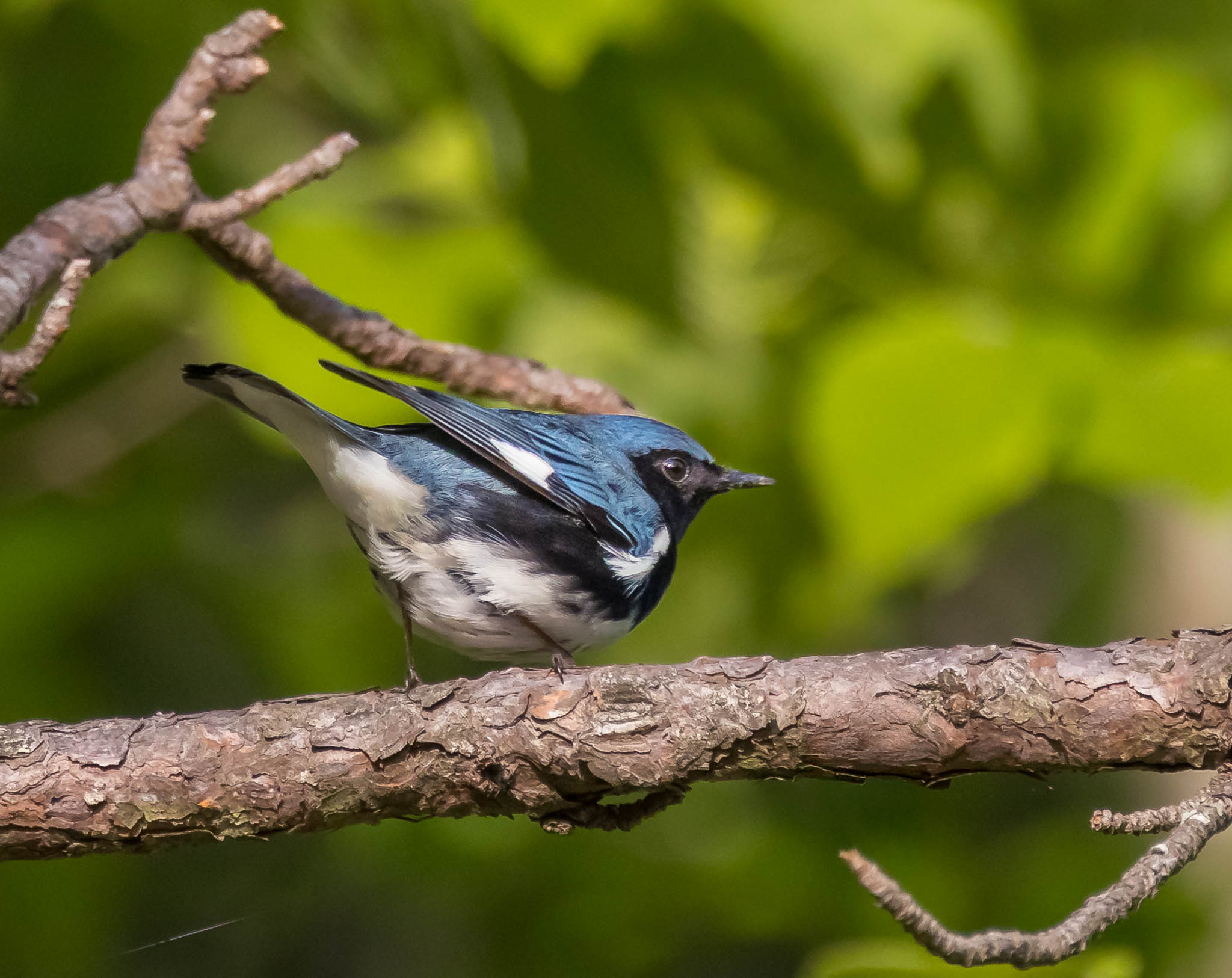 Black-throated Blue Warbler