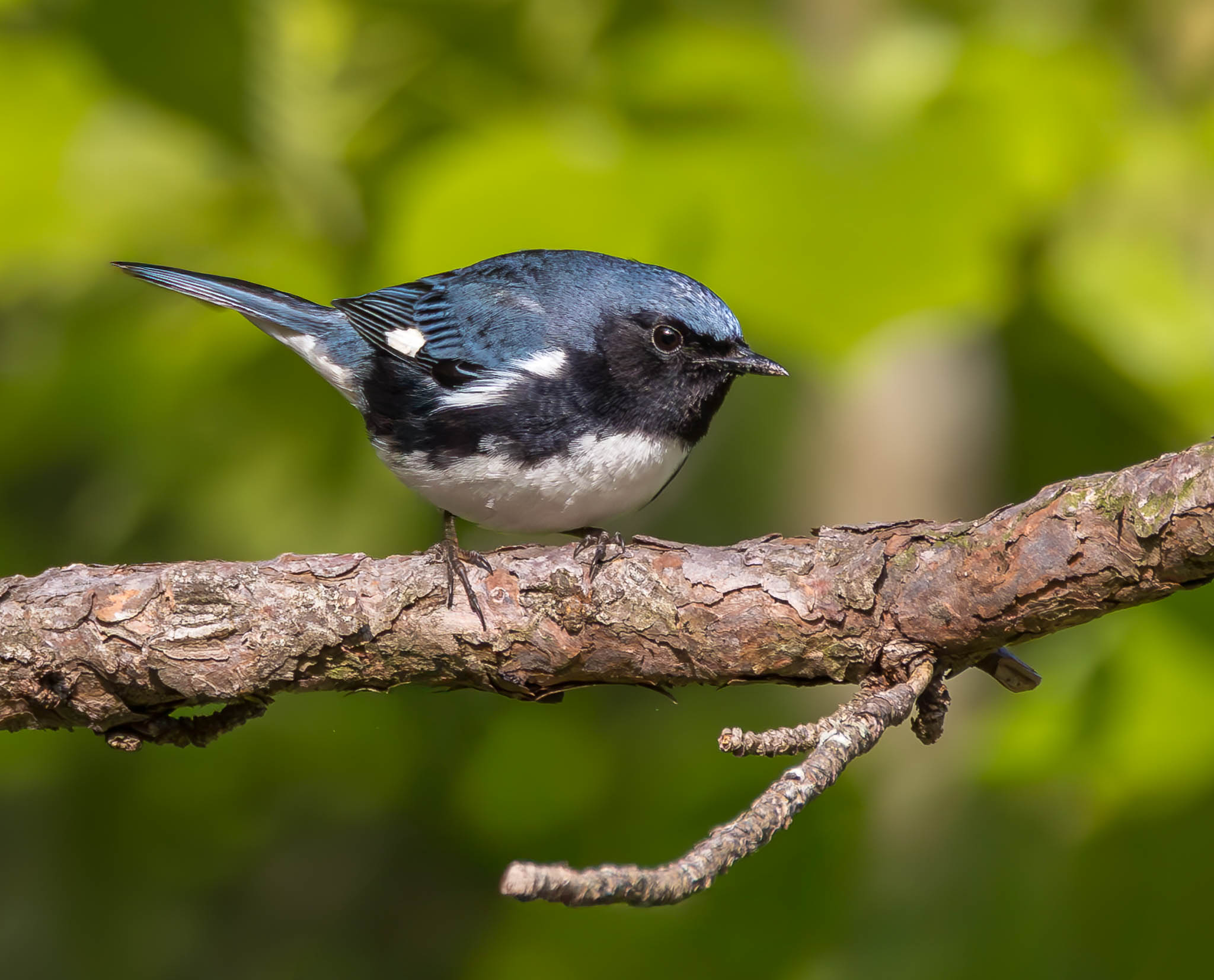 Black-throated Blue Warbler
