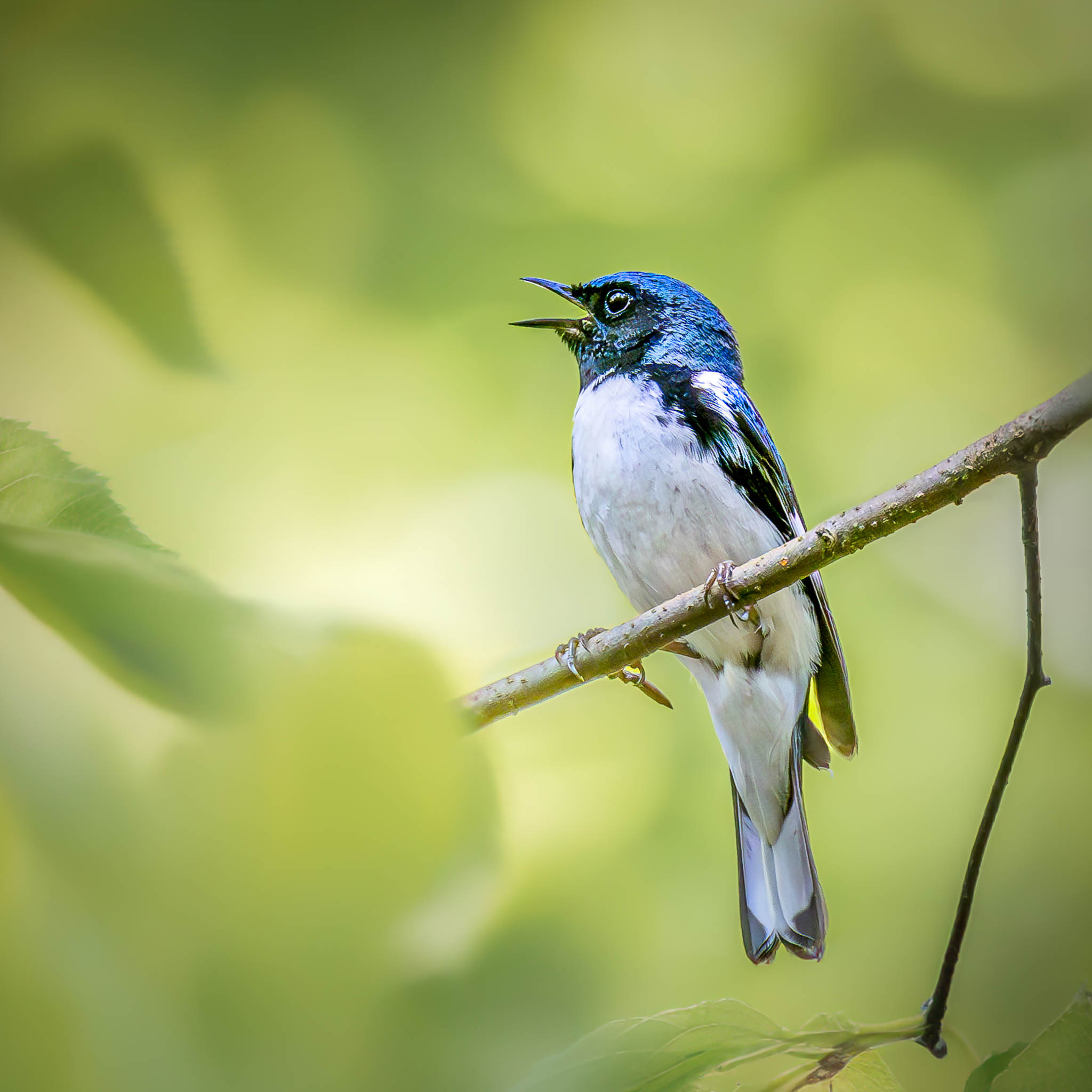 Black-throated Blue Warbler