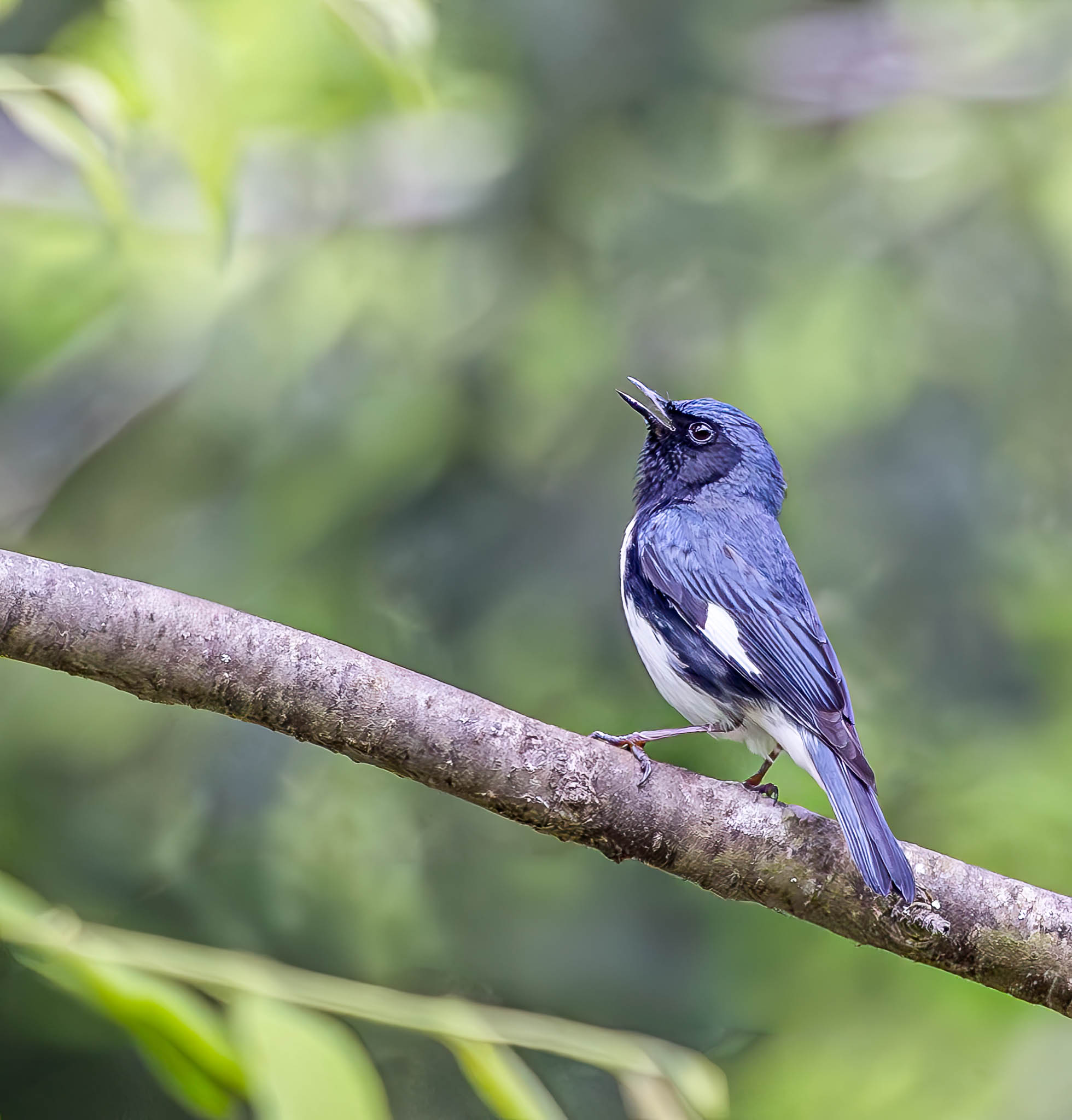 Black-throated Blue Warbler