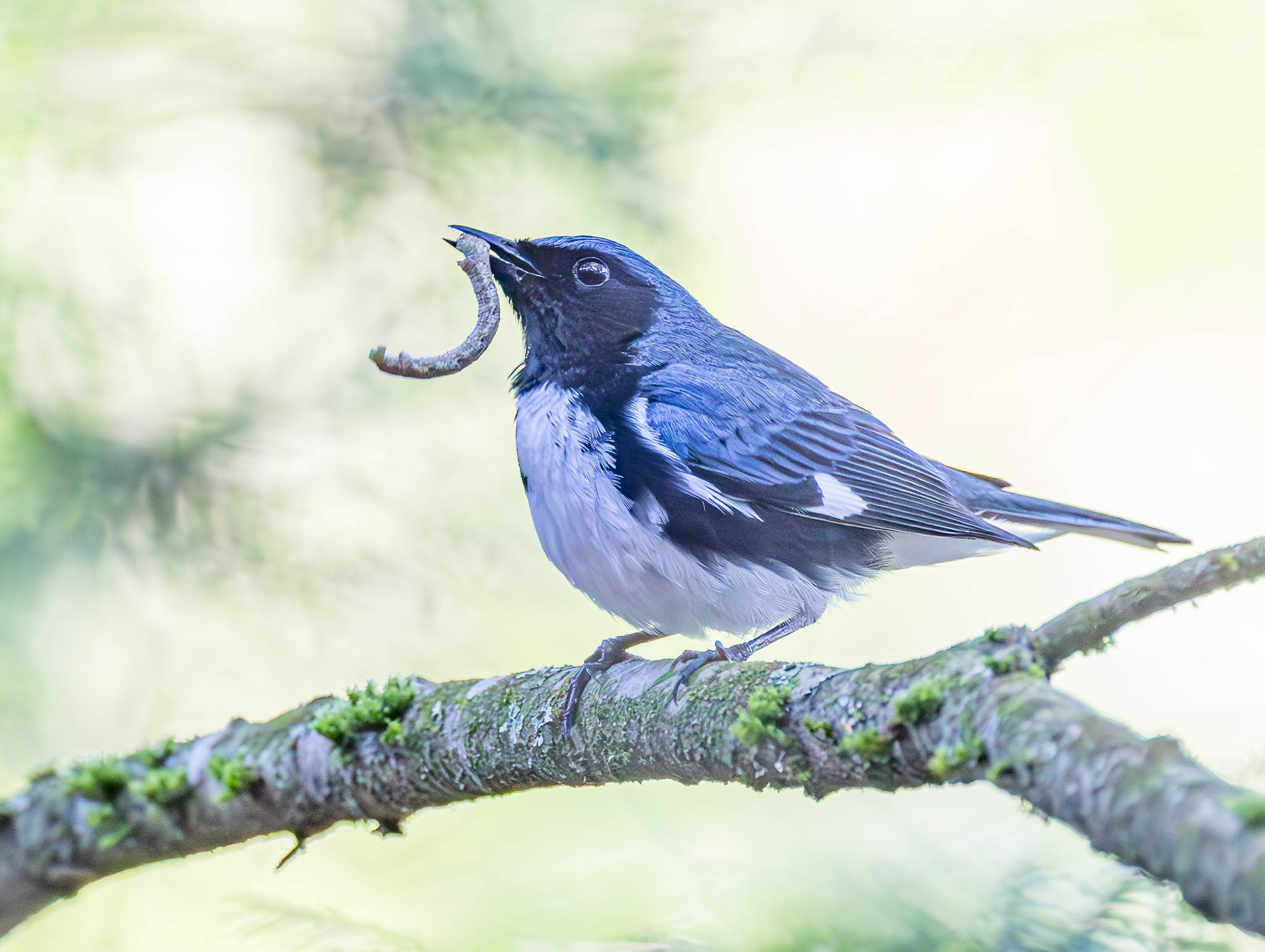 Black-throated Blue Warbler