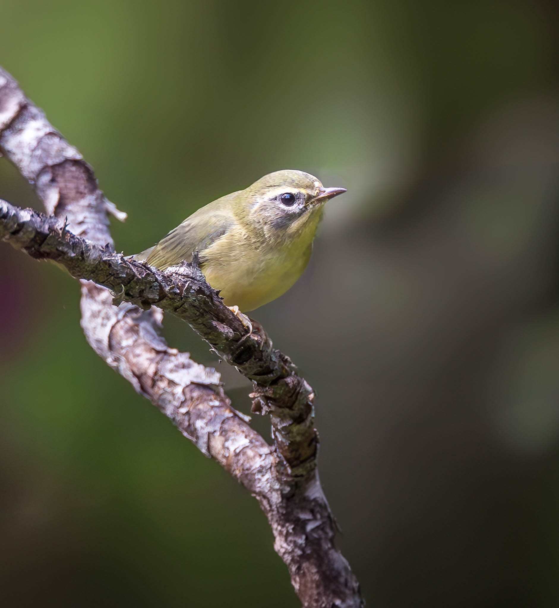 Black-throated Blue Warbler
