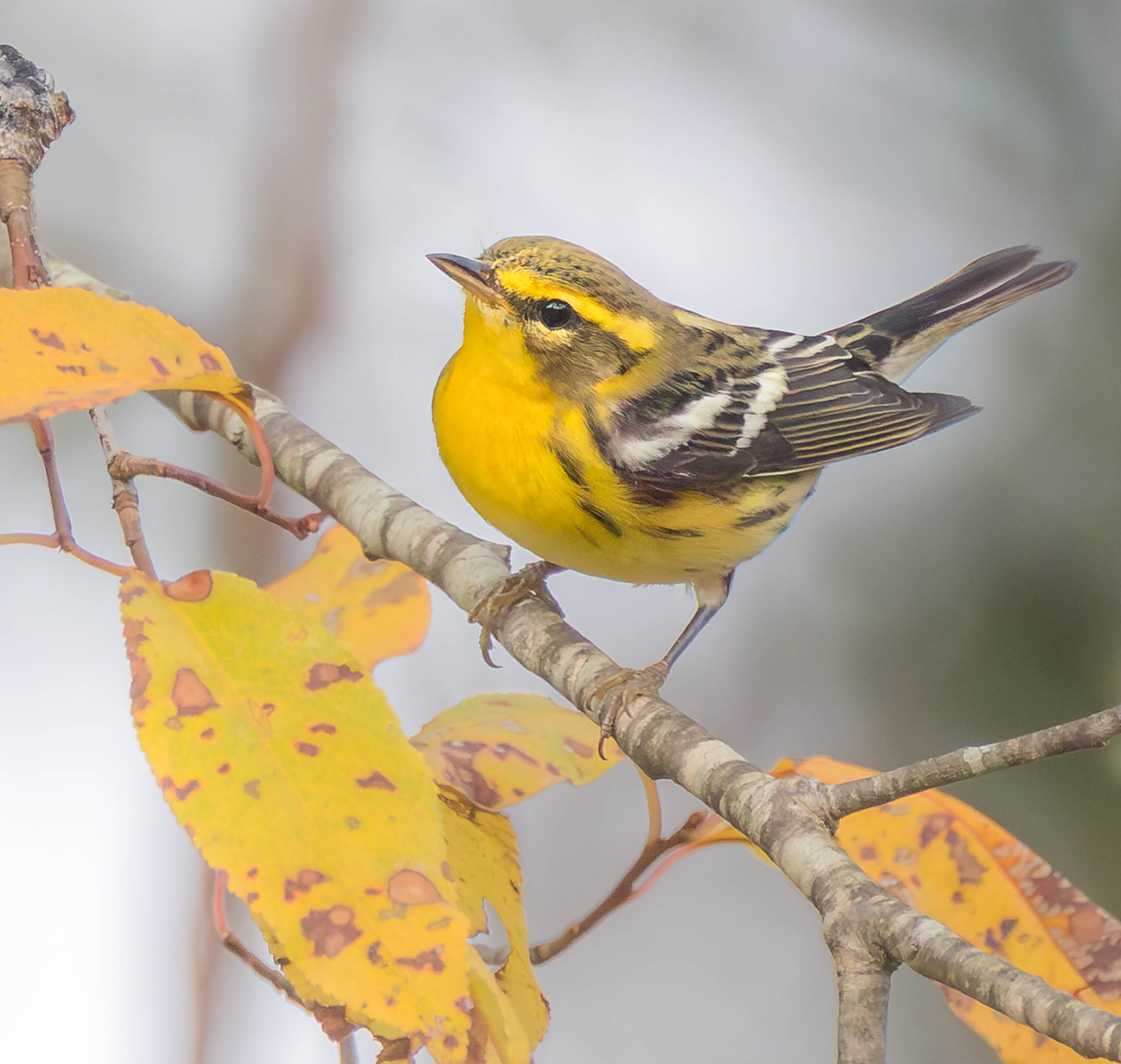 Blackburnian Warbler