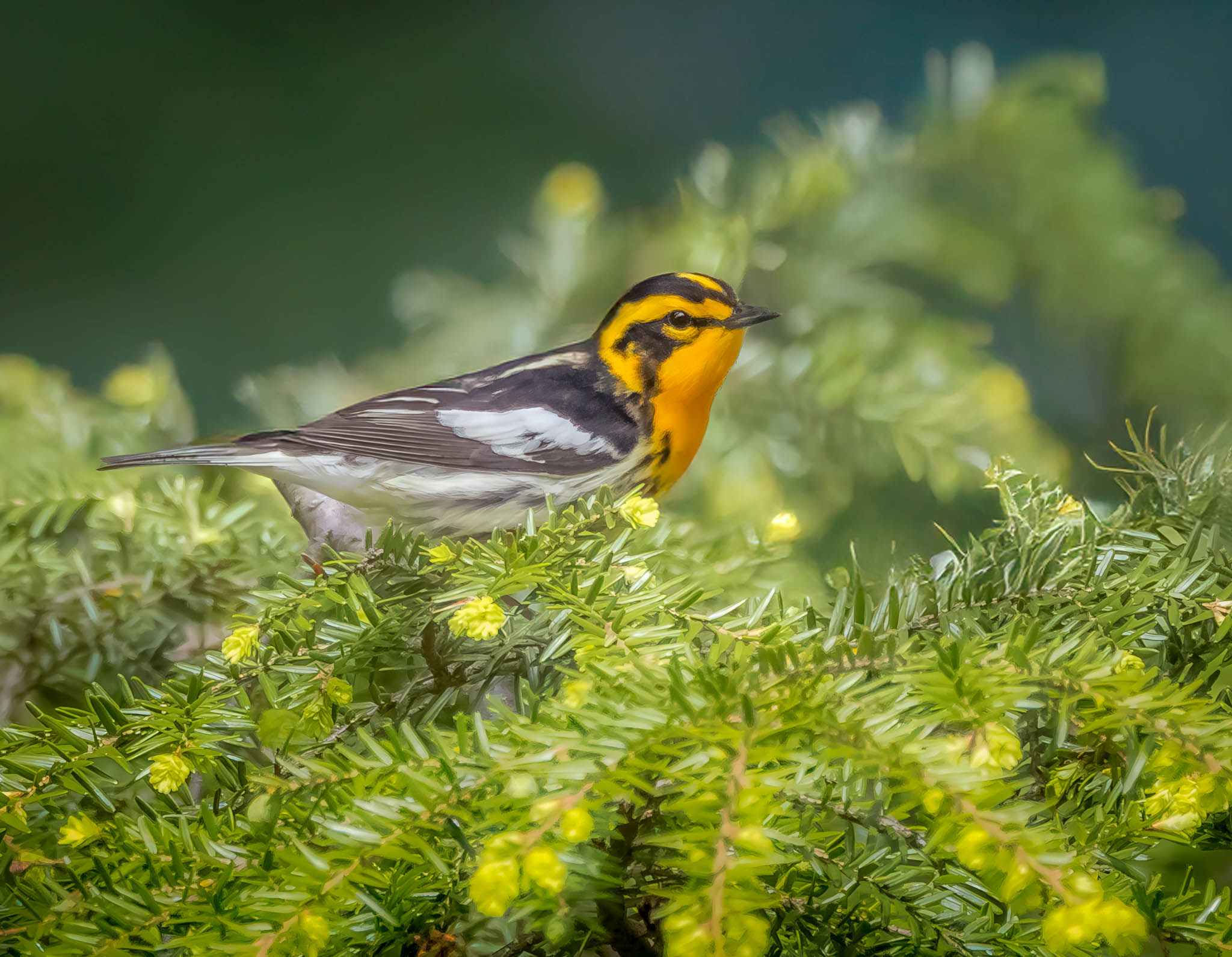 Blackburnian Warbler