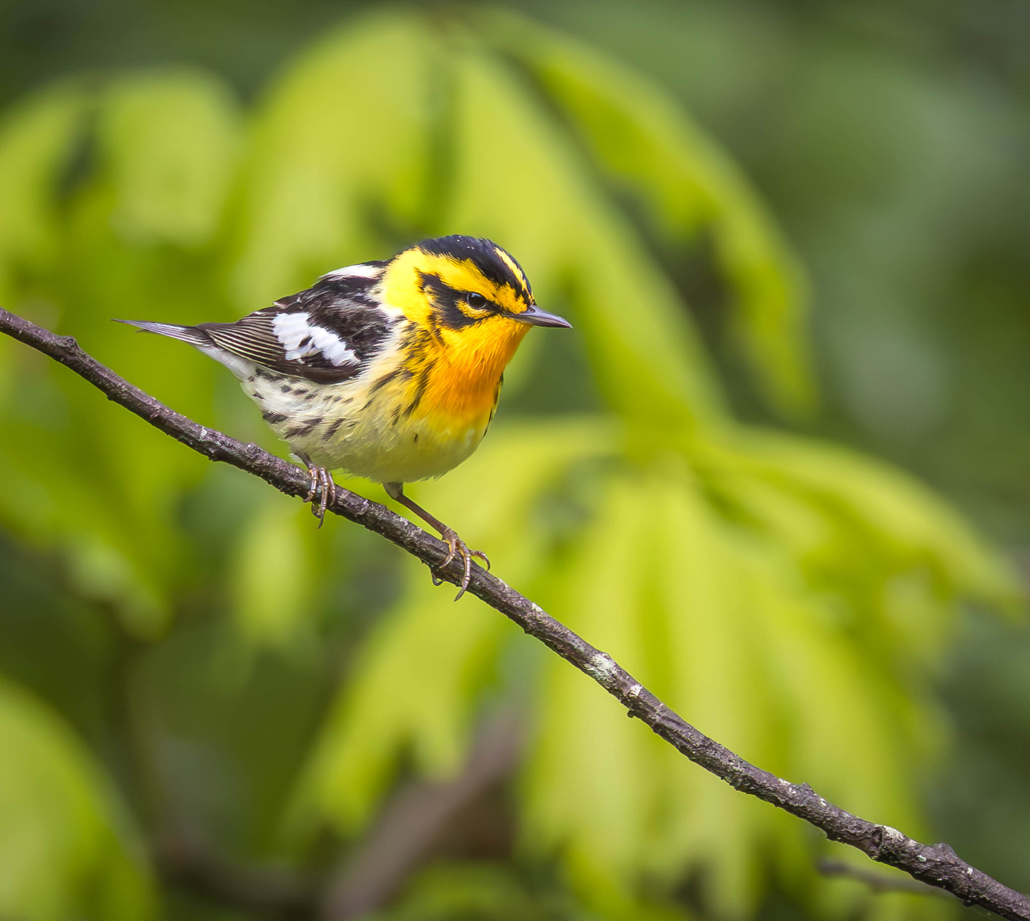 Blackburnian Warbler