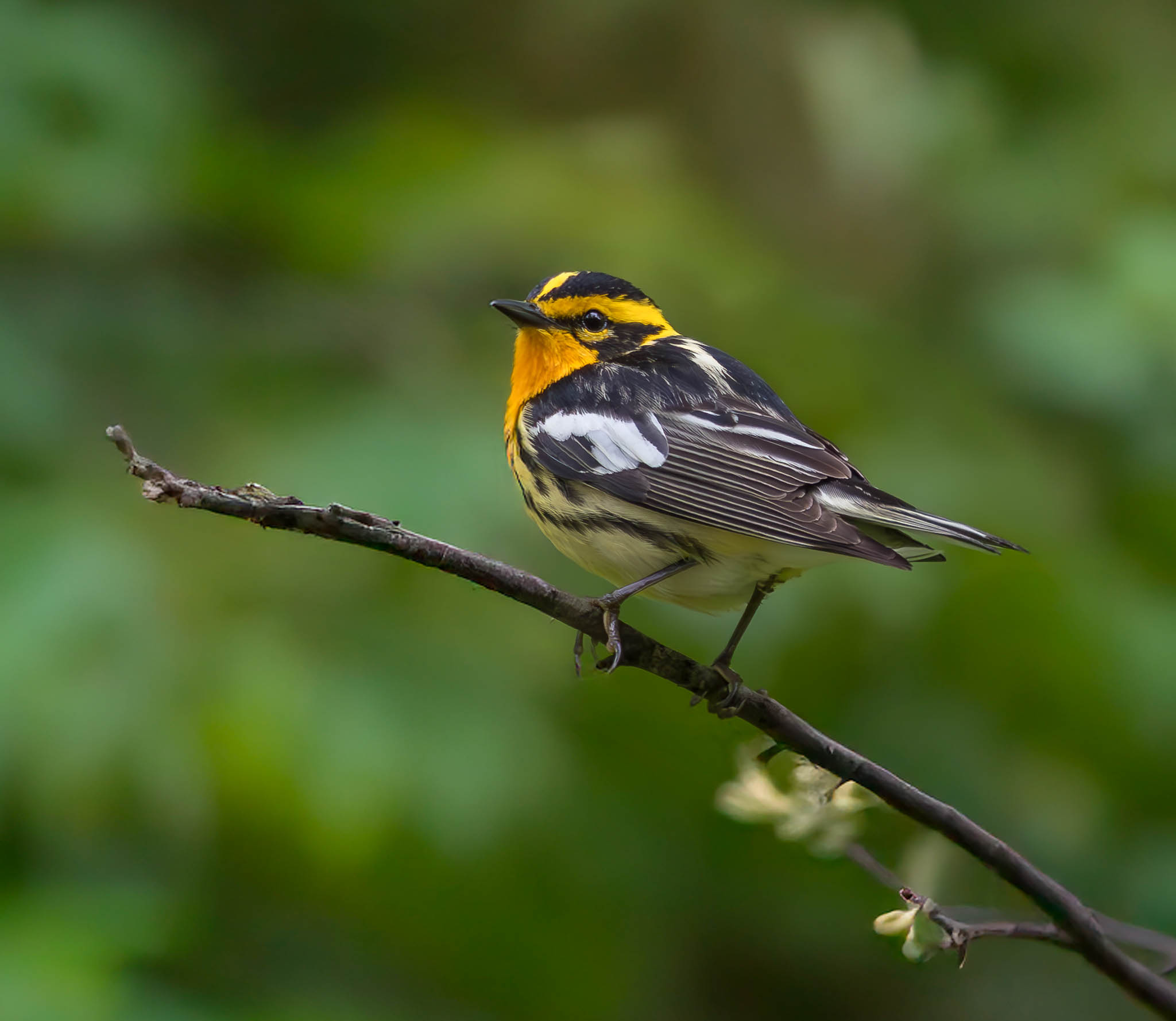 Blackburnian Warbler