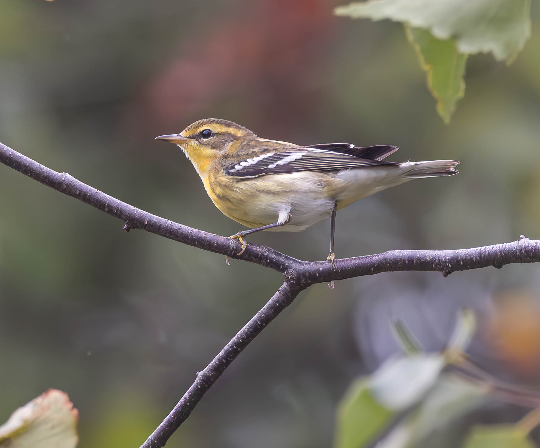 Blackburnian Warbler