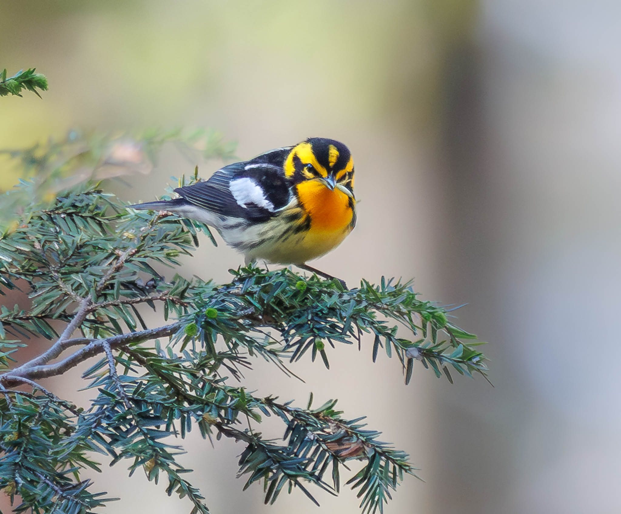 Blackburnian Warbler