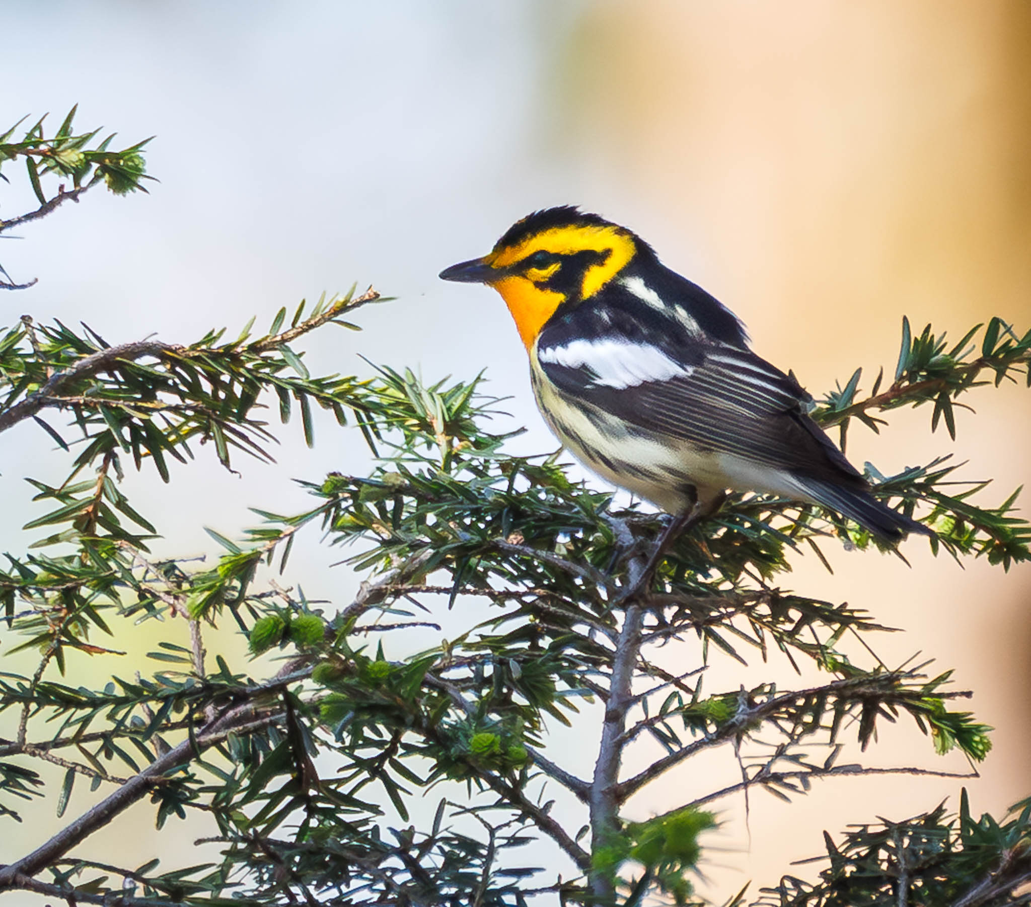 Blackburnian Warbler