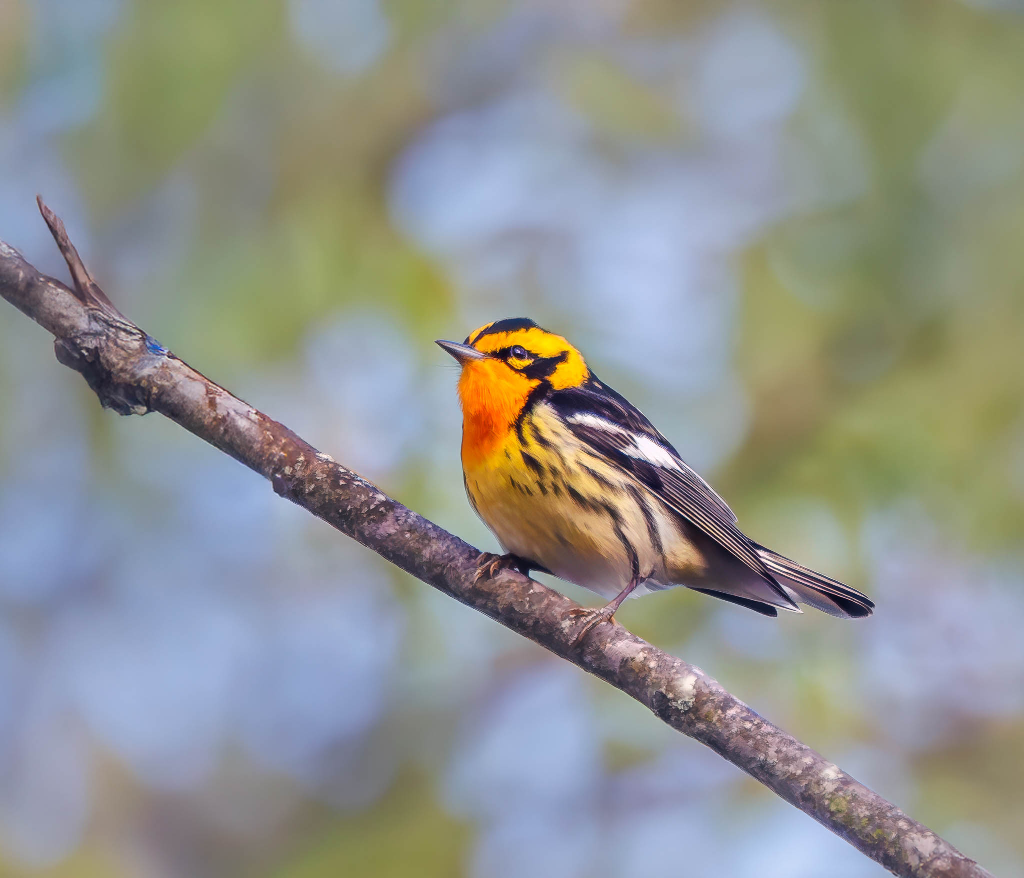 Blackburnian Warbler