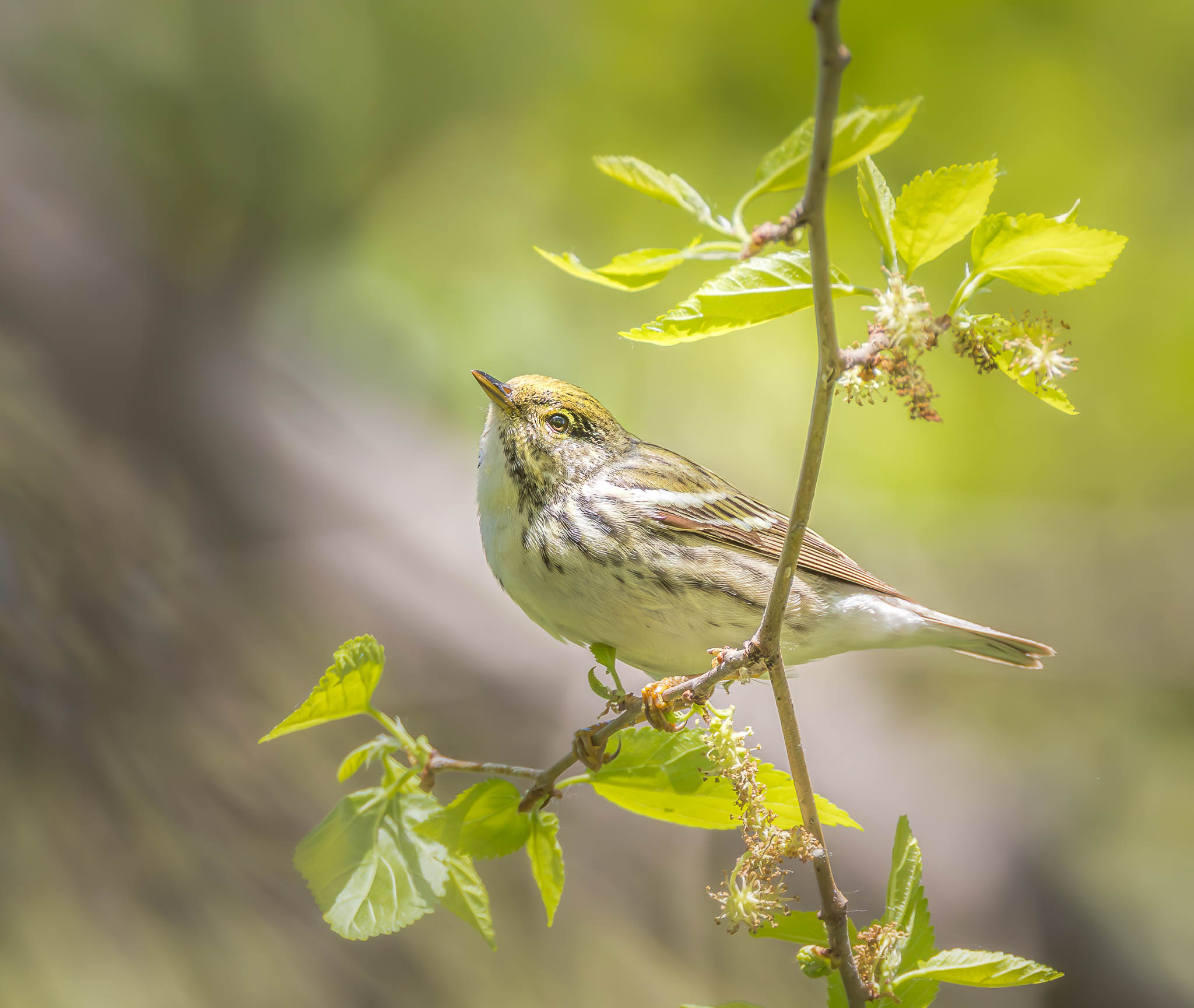 Blackpoll Warbler