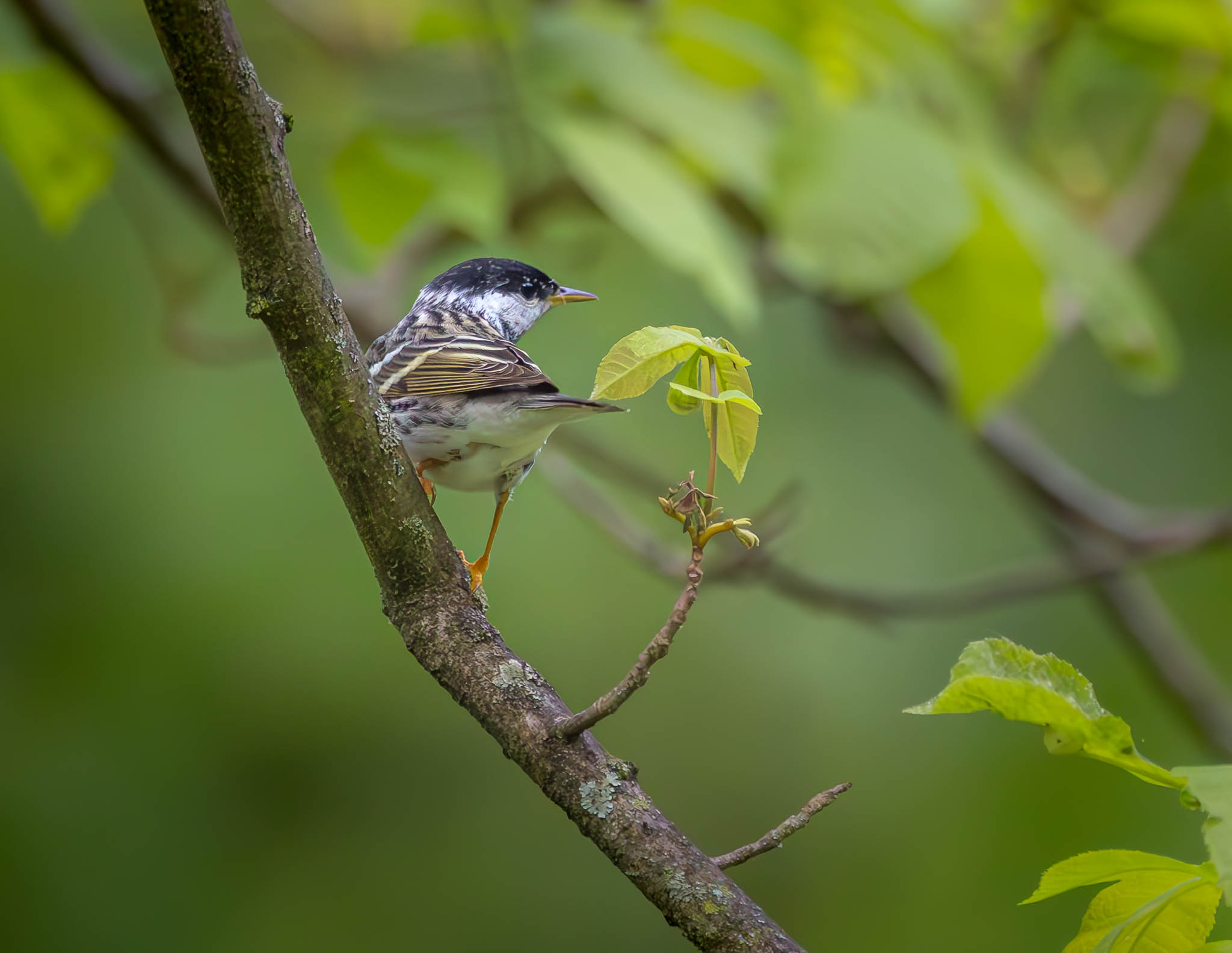 Blackpoll Warbler