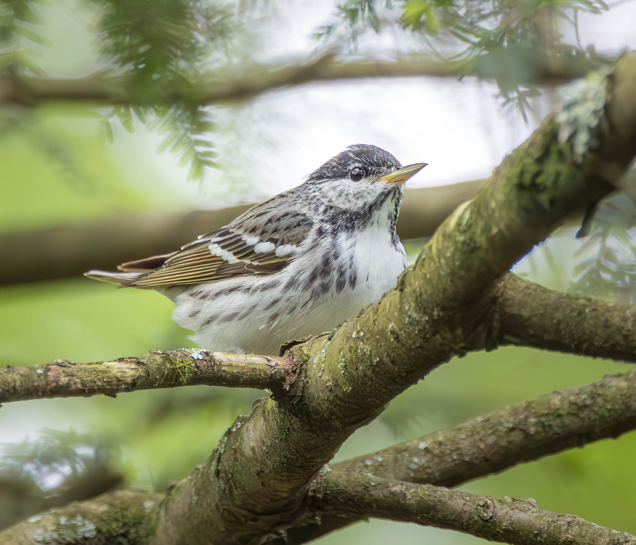 Blackpoll Warbler