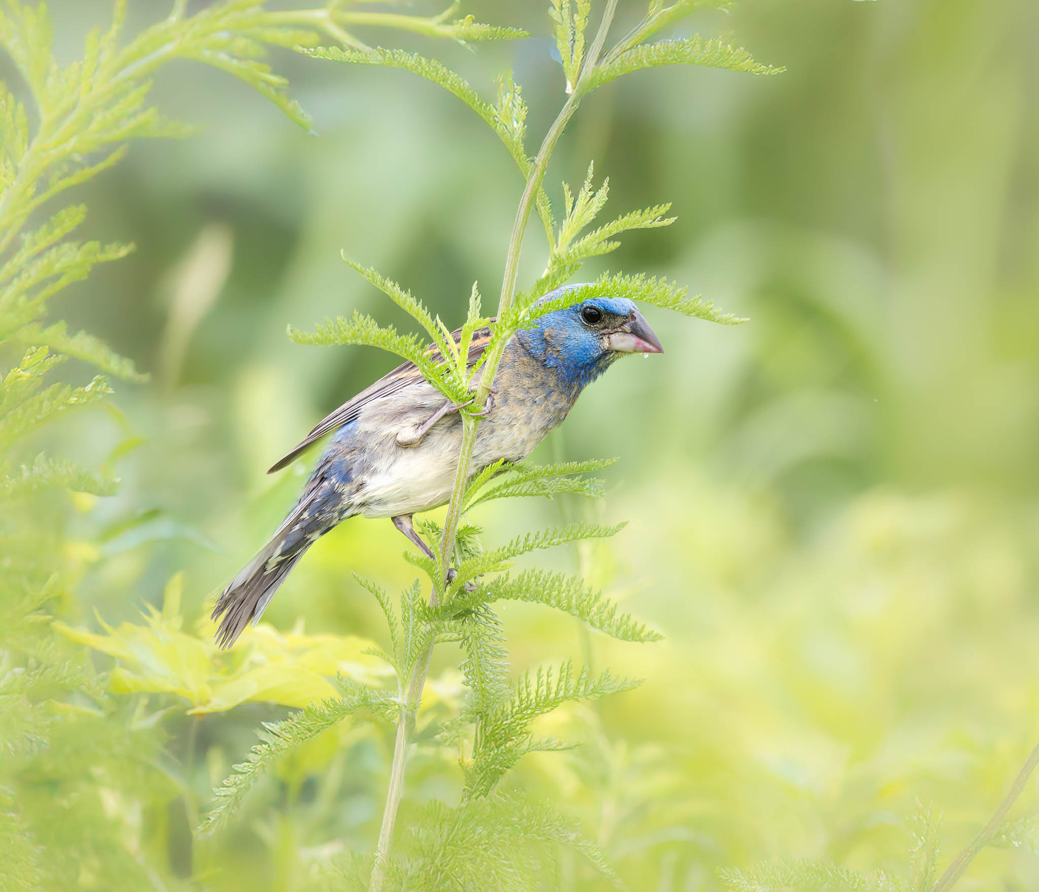 Blue Grosbeak