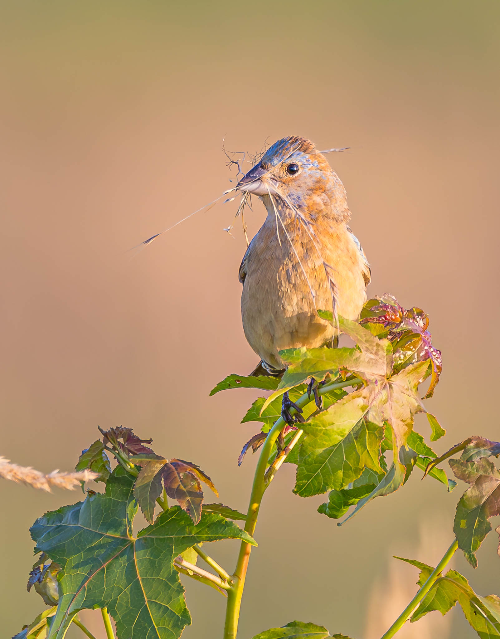 Blue Grosbeak