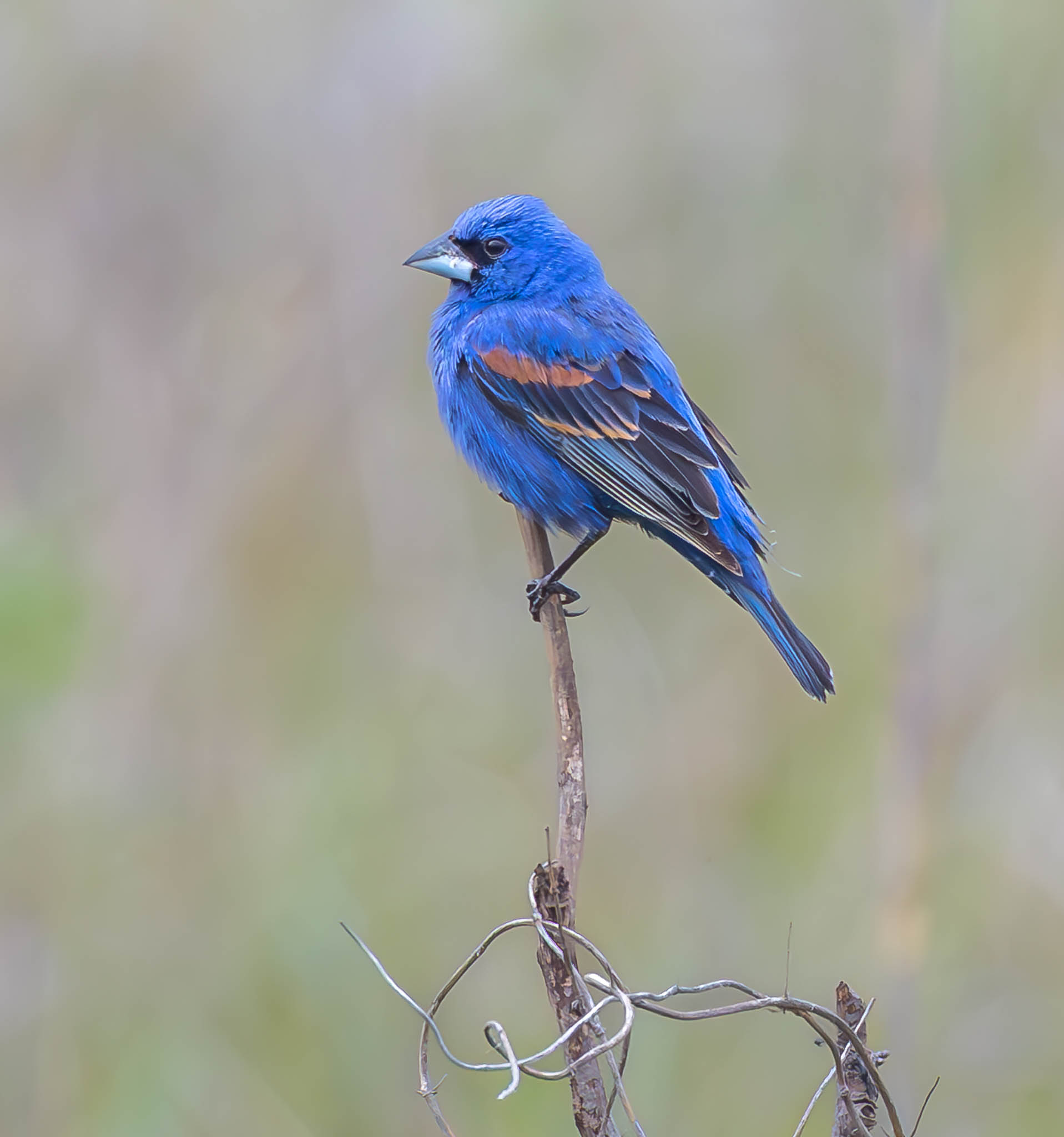 Blue Grosbeak