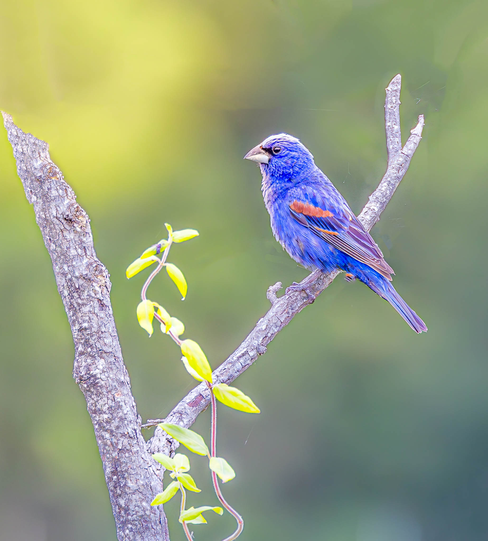 Blue Grosbeak