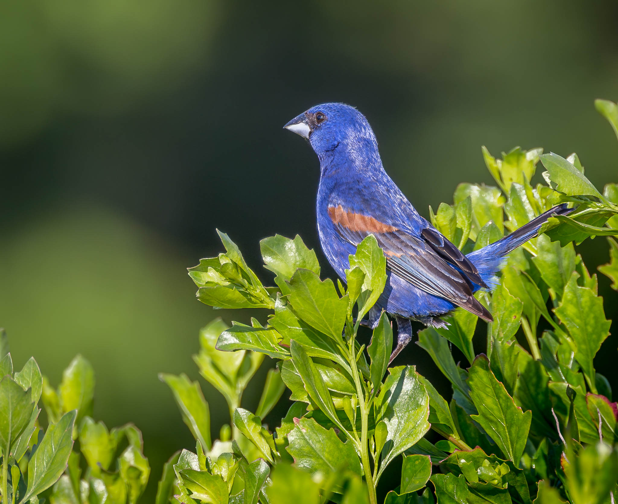 Blue Grosbeak
